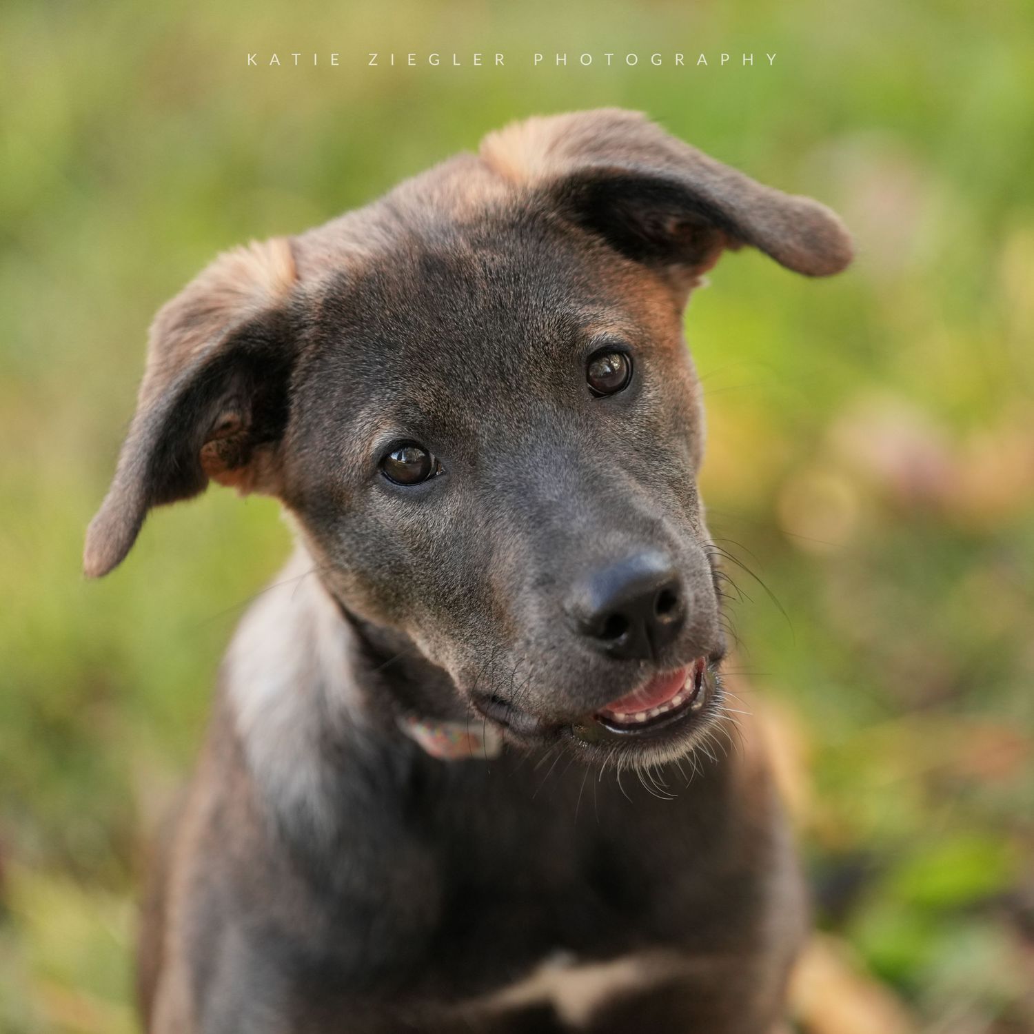 Katie Ziegler Photography. Huntsville, Alabama. Pet Photographer. Supporting local rescues and shelters. Homeless pet Photographer.