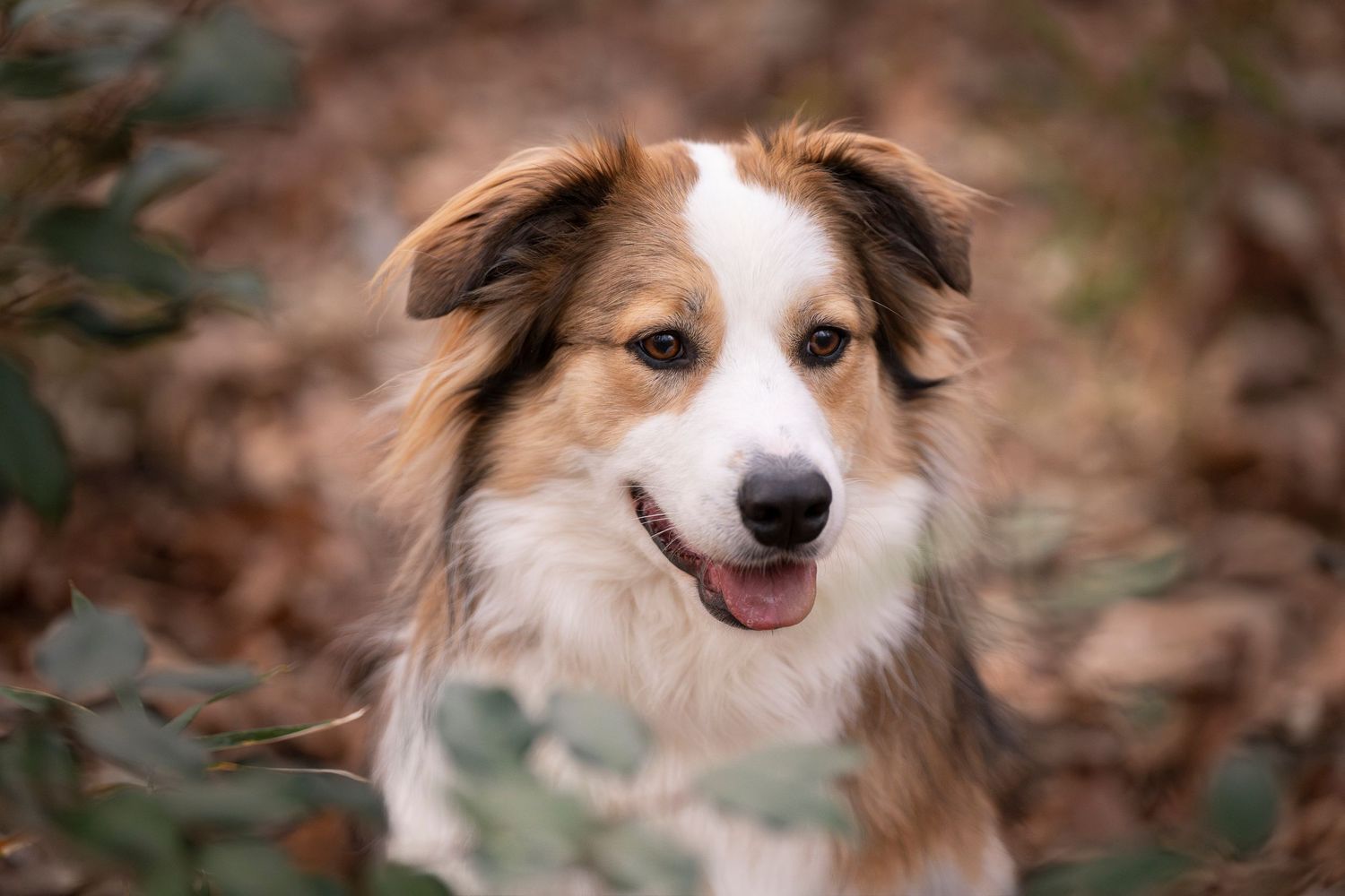 Katie Ziegler Photography. Huntsville, Alabama. Pet Photographer. Madison al, australian Shepherd