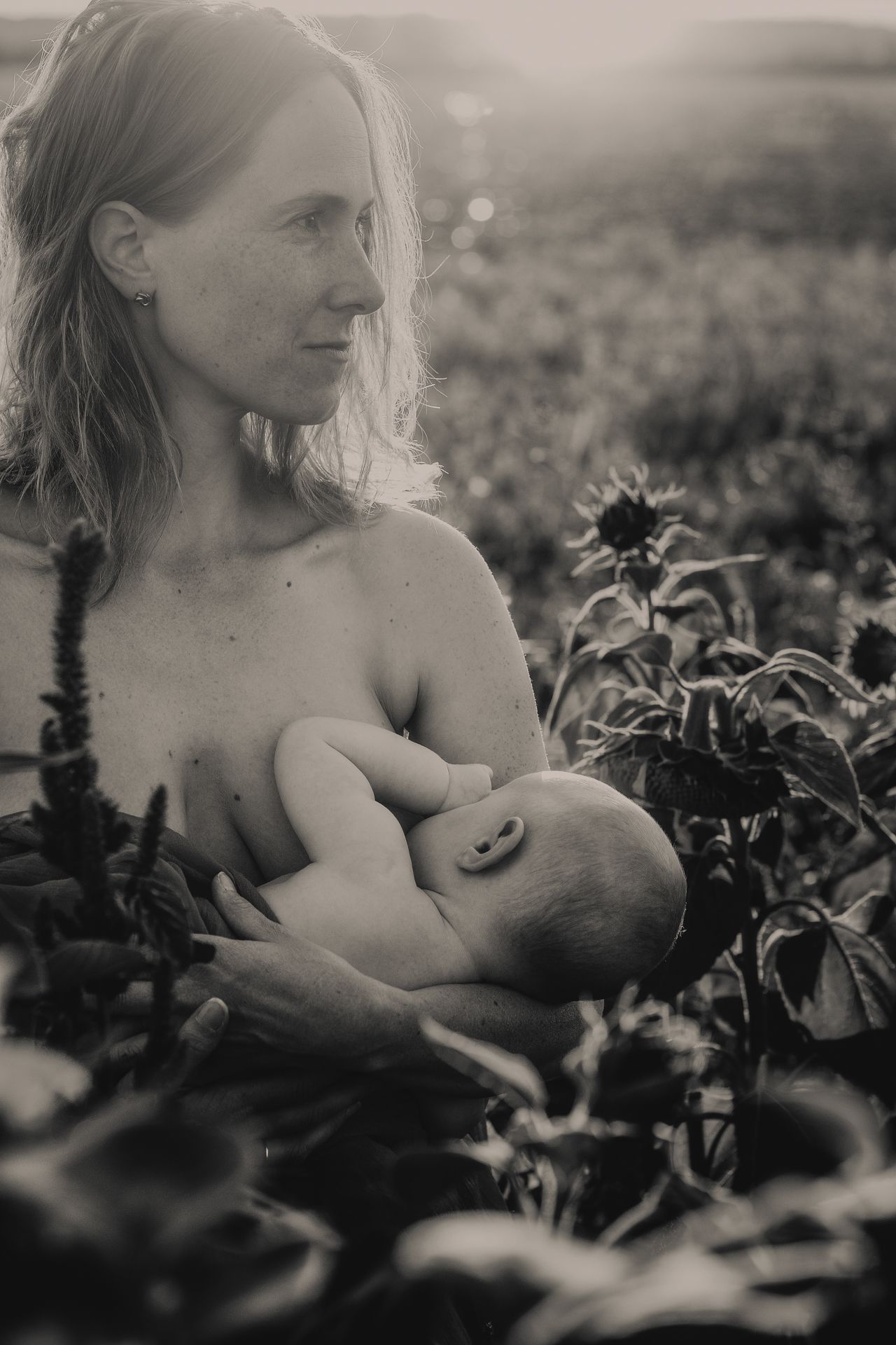 A black and white artistic photo series showing a nursing mother in a field of sunflowers at dusk.