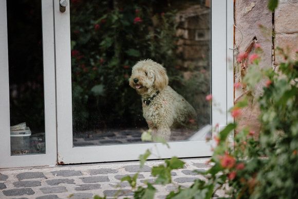 Hochzeitsfotograf Boudier & Koeller – Rustikale Steinwand mit weißen Fensterrahmen und grünen Rankpflanzen.