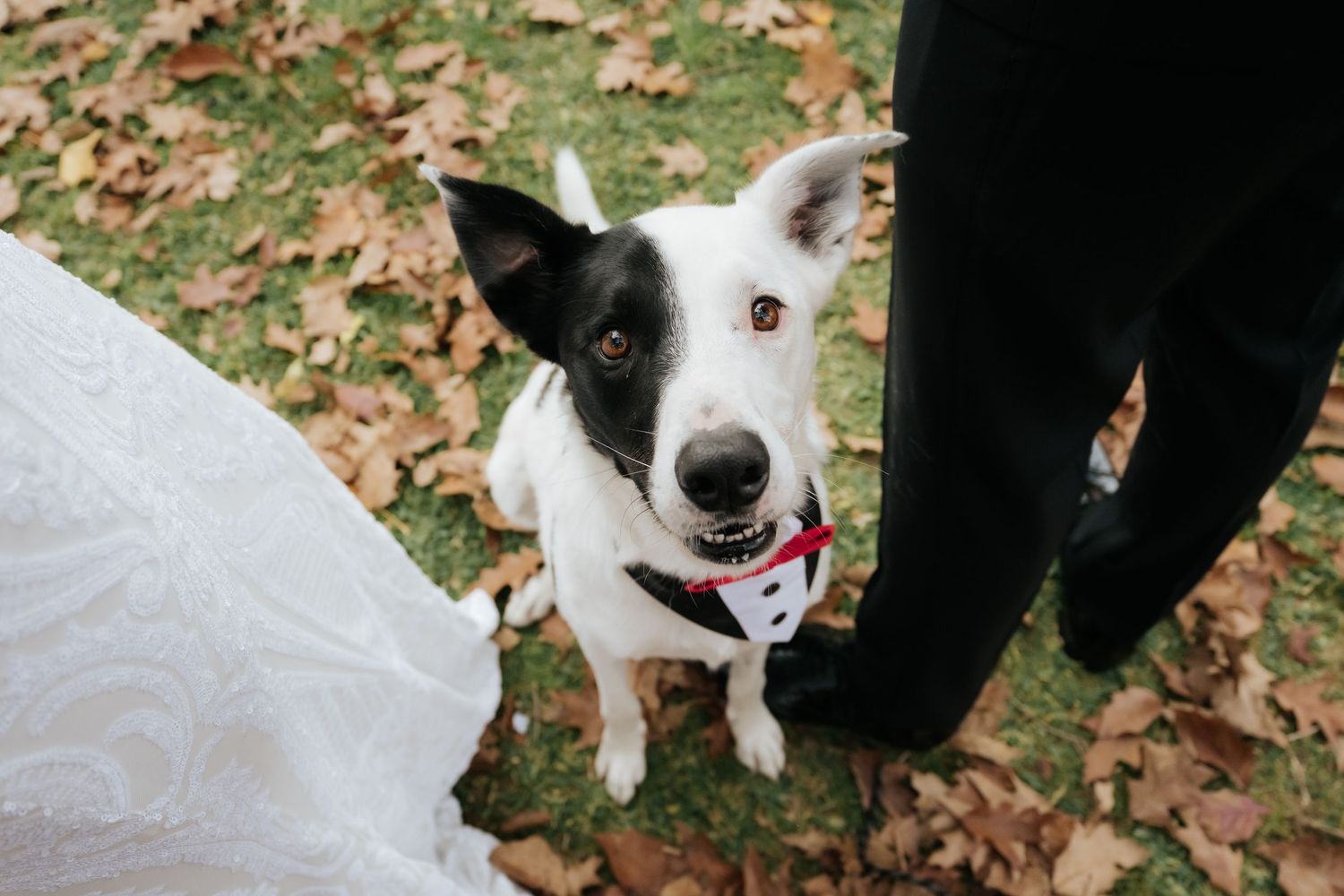 Adorable black and white dog wearing red bow tie at autumn wedding ceremony.