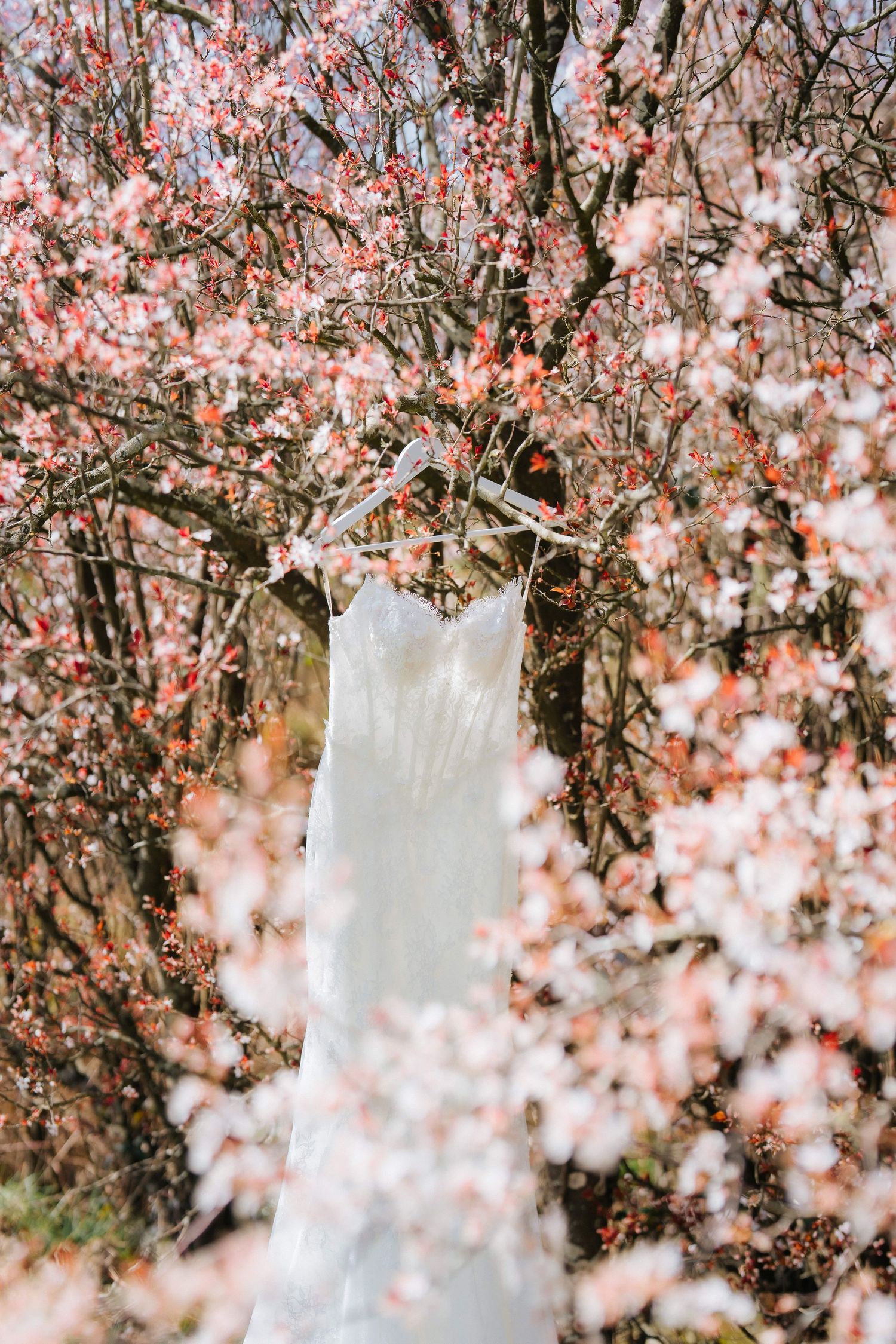 Elegant white wedding dress hanging from blossoming pink cherry tree branches in spring garden.