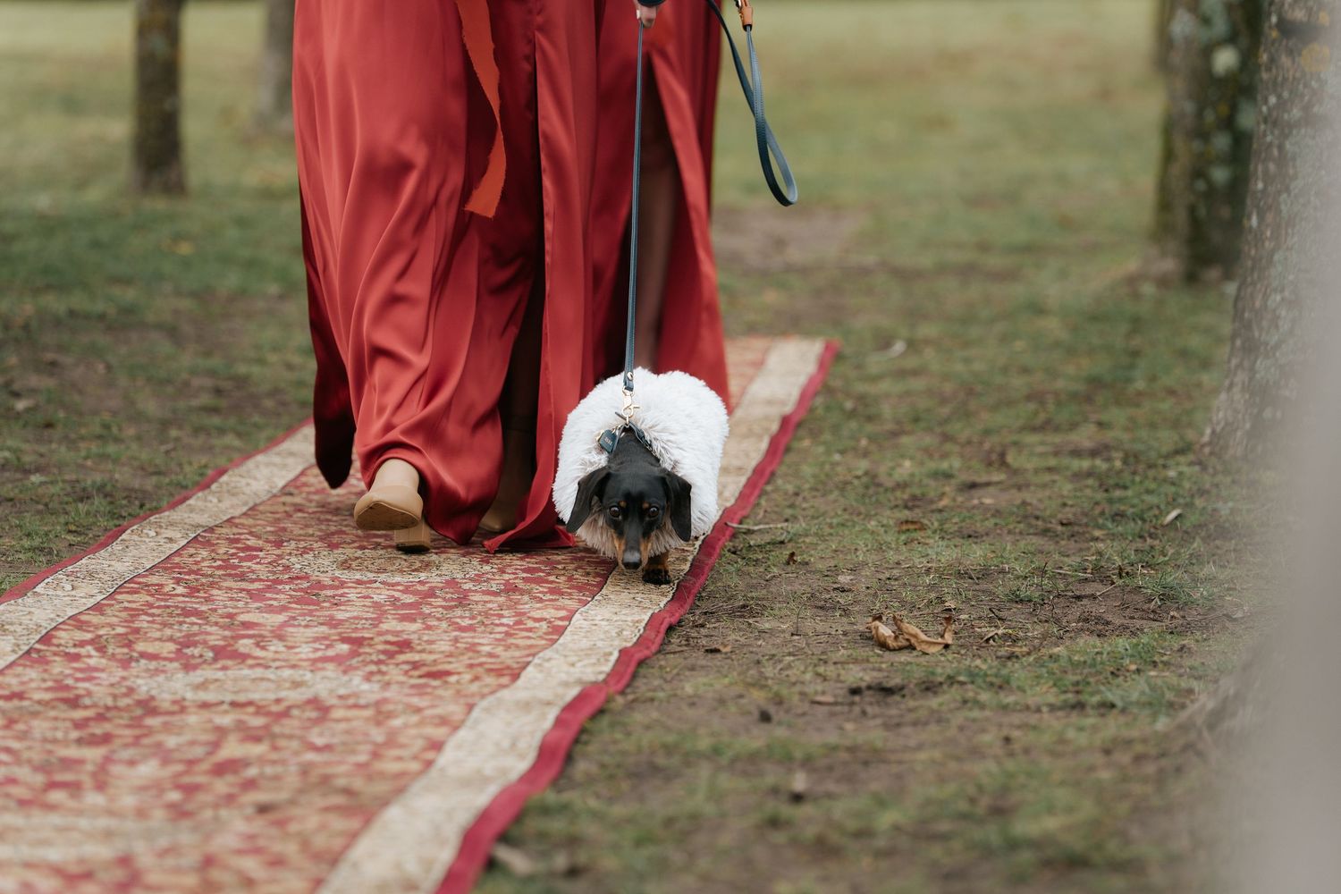 Person in red dress walking a black and white rabbit on a leash along a decorative red carpet outdoors.