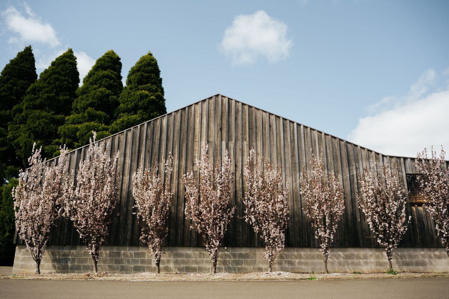 Blooming cherry blossom trees line a rustic corrugated metal barn wall with evergreen trees against a blue sky.