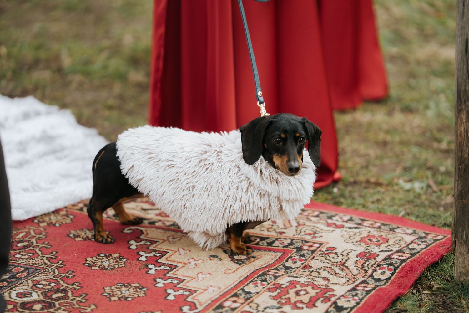 A dachshund dog wearing a fluffy white coat stands on a red patterned rug outdoors on a leash.