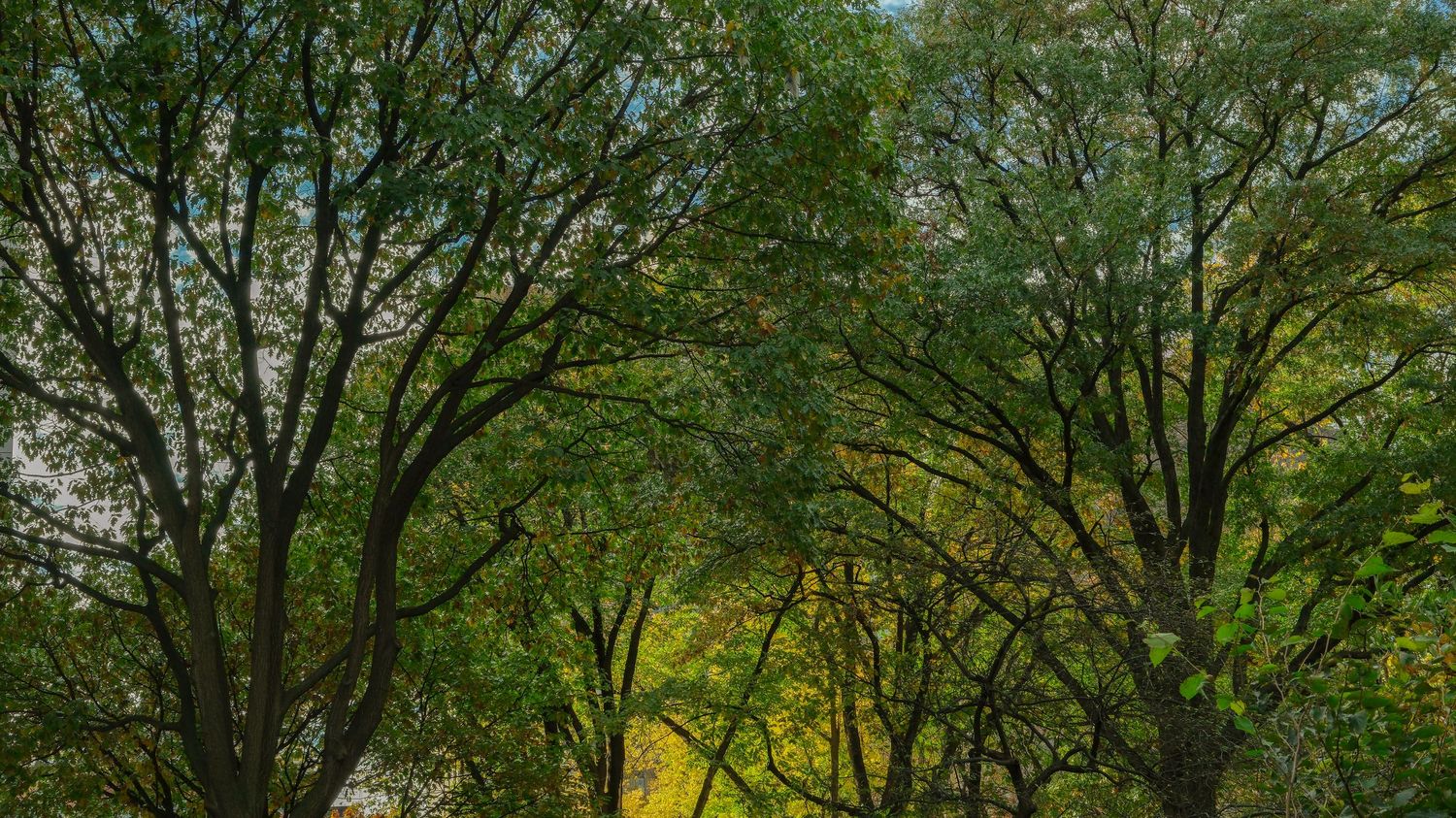 Lush green tree canopy with autumn foliage in Central Park New York City.