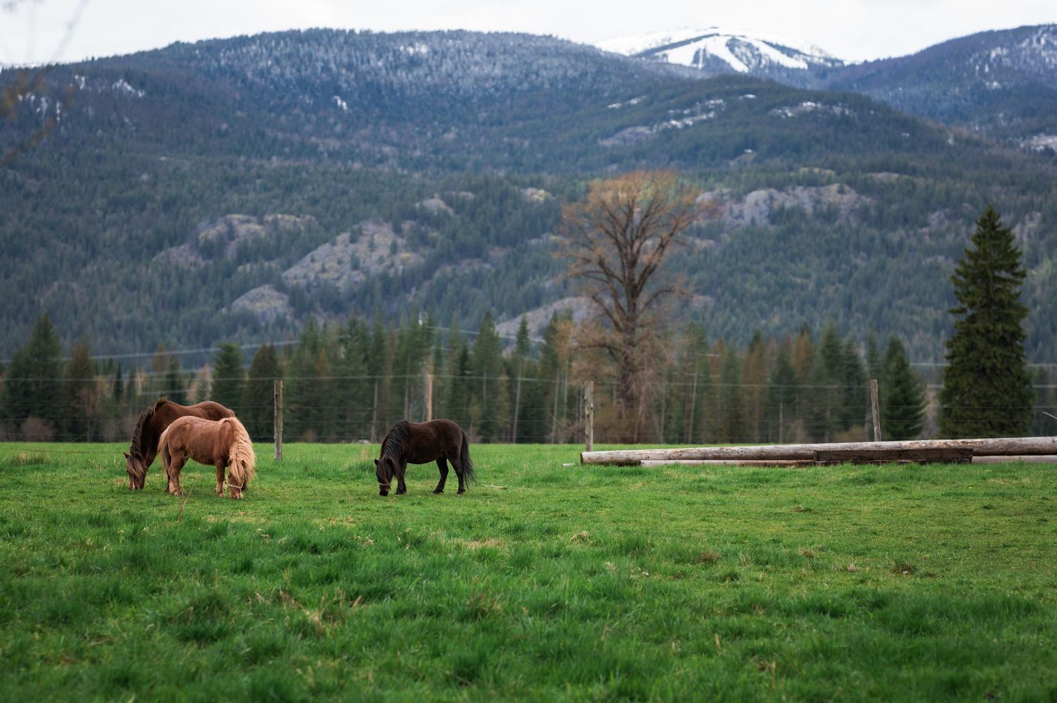 Two horses grazing on a lush green pasture with pine forest and snow-capped mountains in the background.
