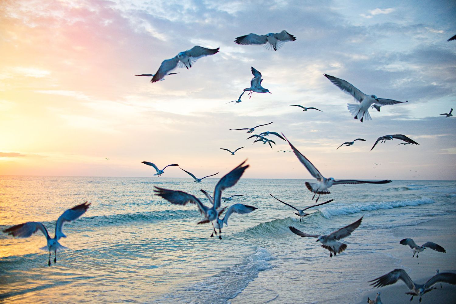 Seagulls flying over ocean waters during a golden sunset.