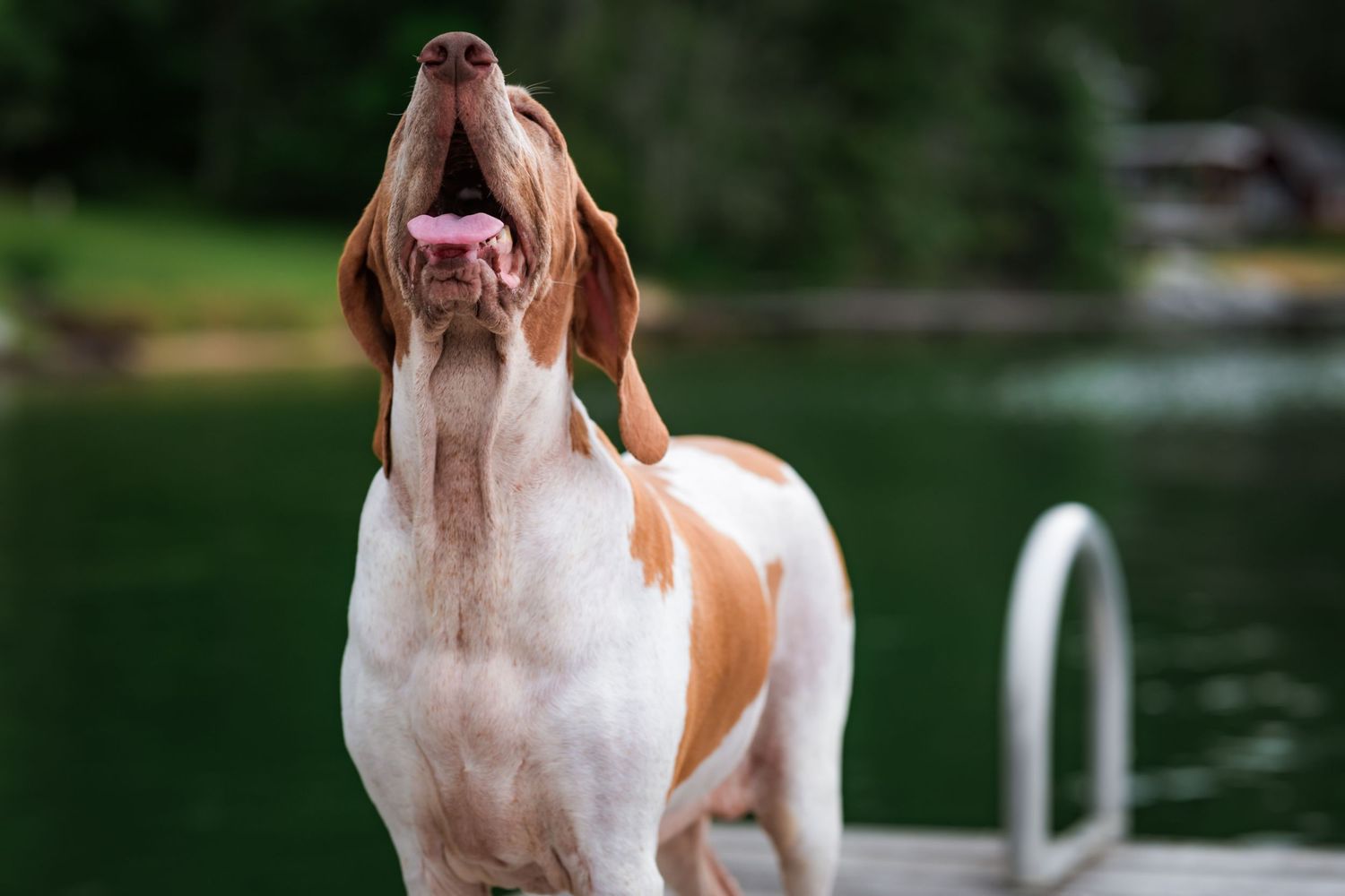 A brown and white hound dog stands on a dock with tongue out, green lake in background.