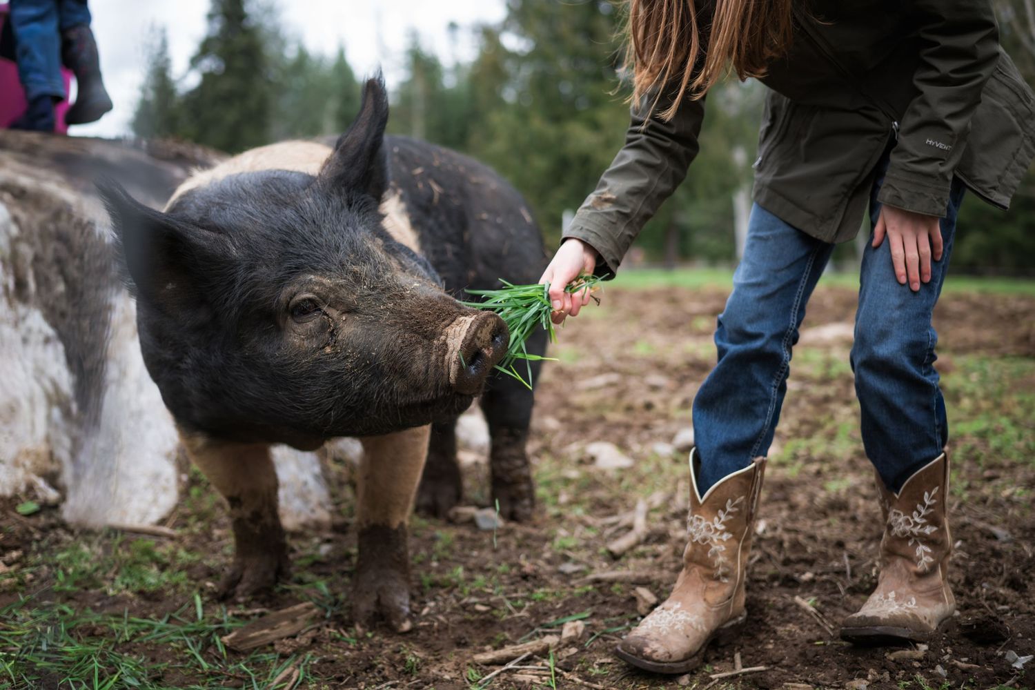 A woman in cowboy boots feeds fresh greens to a black pig on a muddy farm.