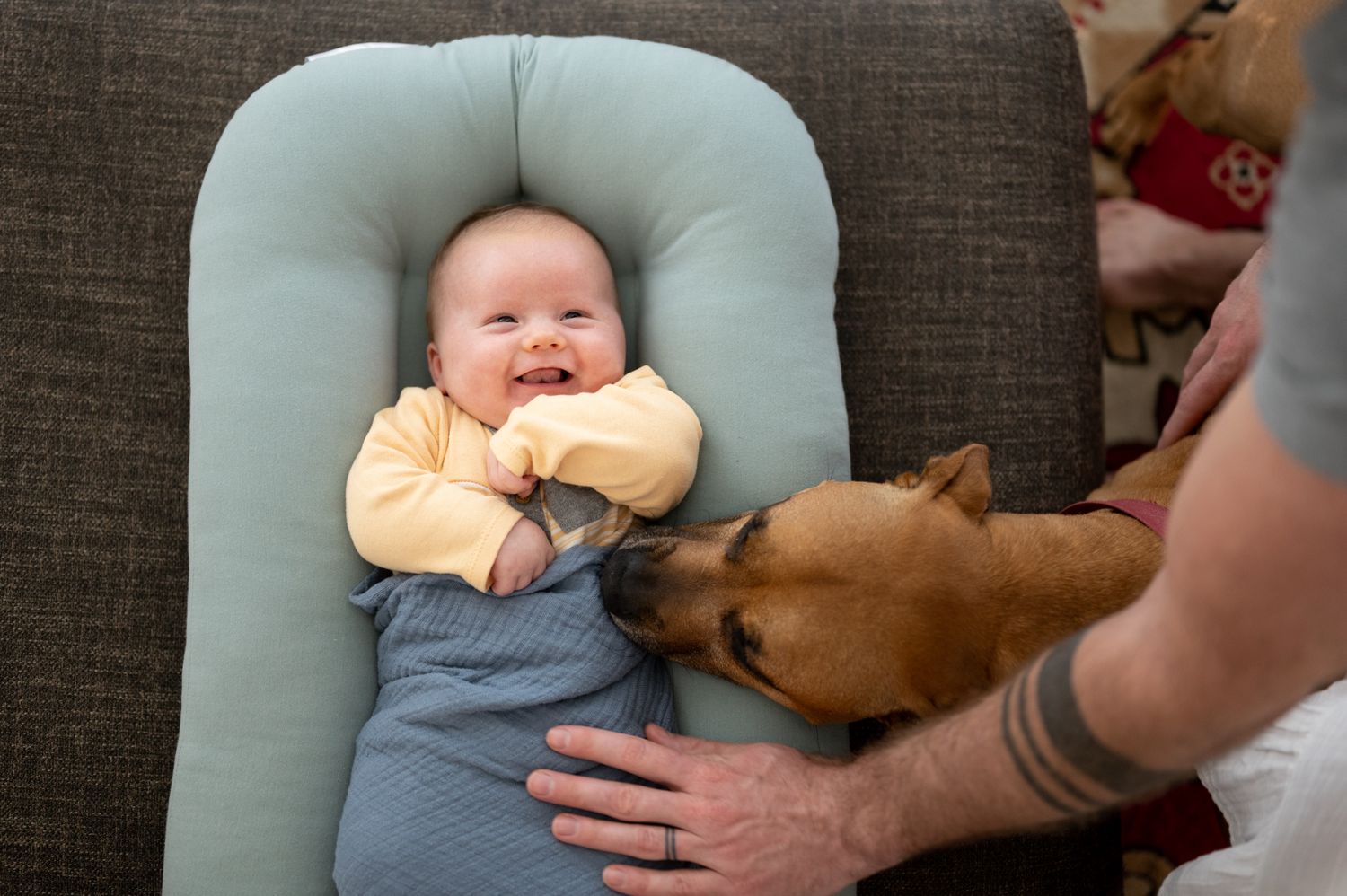 A small infant rests in a blue chair while a brown dog gently approaches to sniff them.