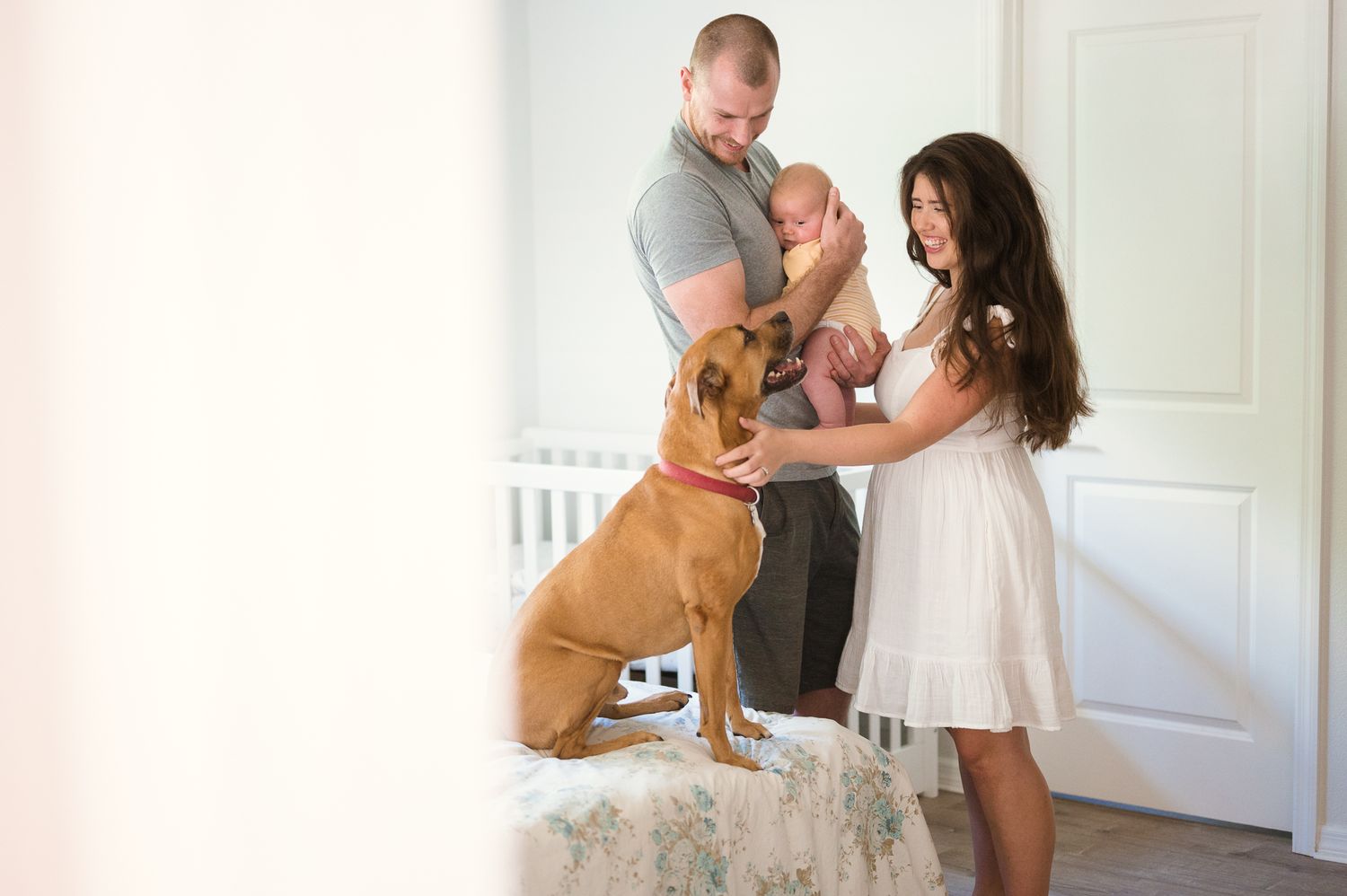 Family playing with golden retriever dog in bright white room.