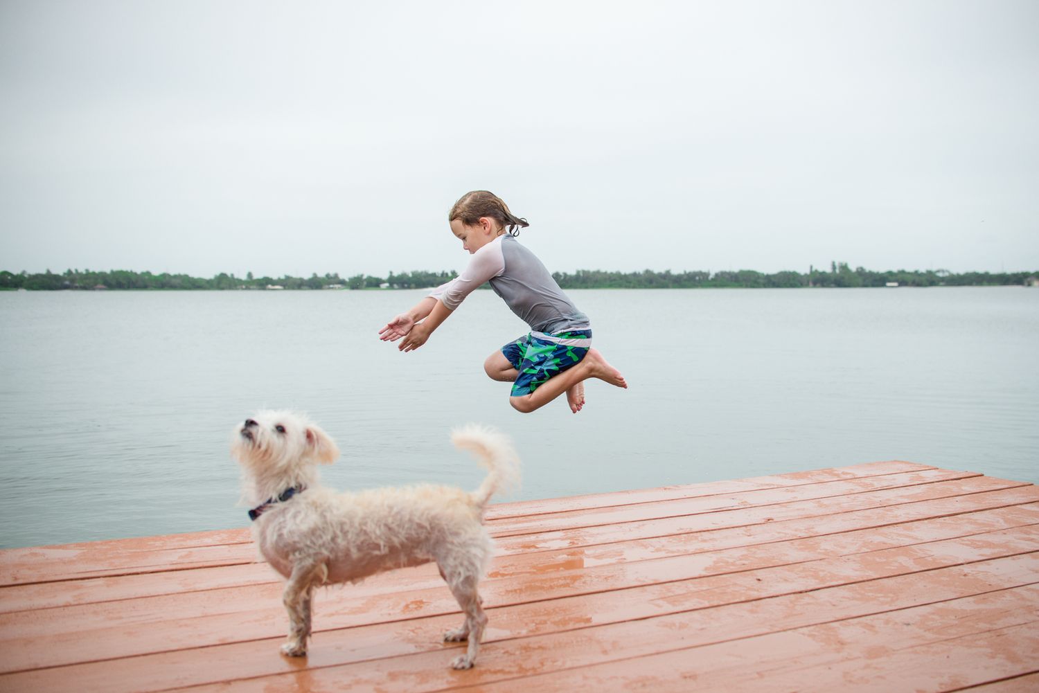 Person jumping off wooden dock into lake next to white dog on summer day.