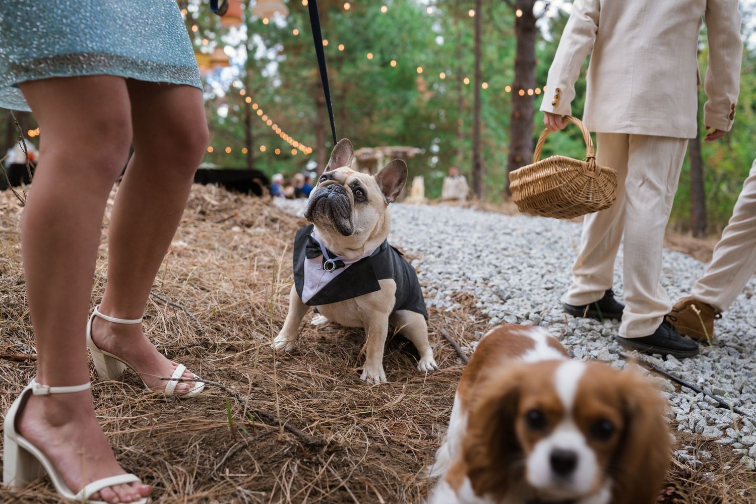 A dressed-up French Bulldog sits on hay at an outdoor wedding while a Cavalier King Charles Spaniel stands nearby.