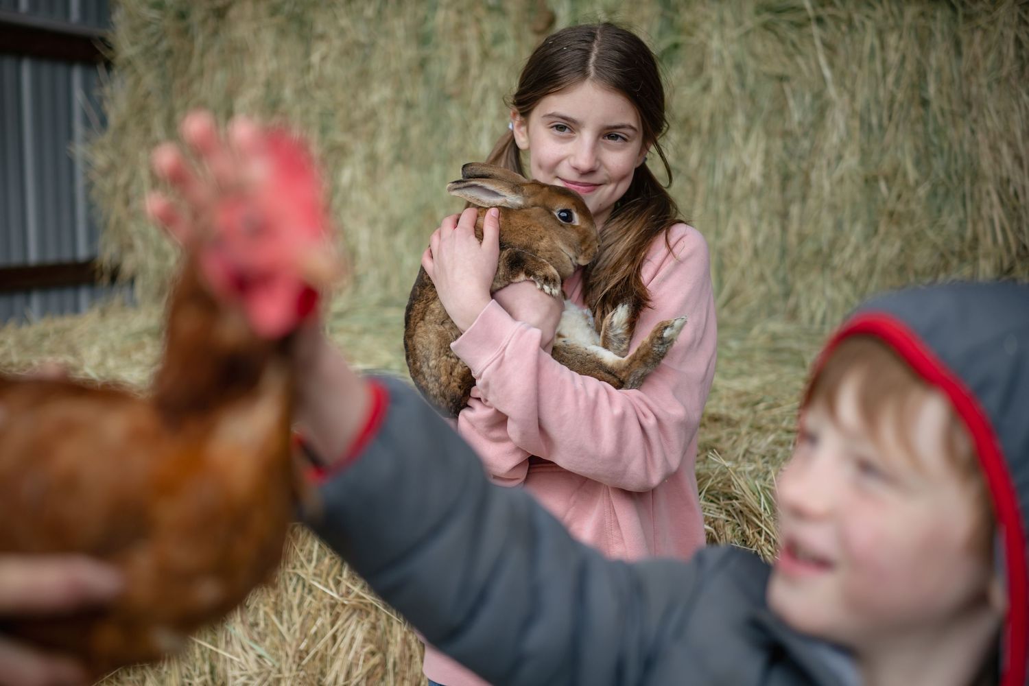 Girl holding a brown rabbit near hay bales while a boy reaches toward a red chicken on a farm.