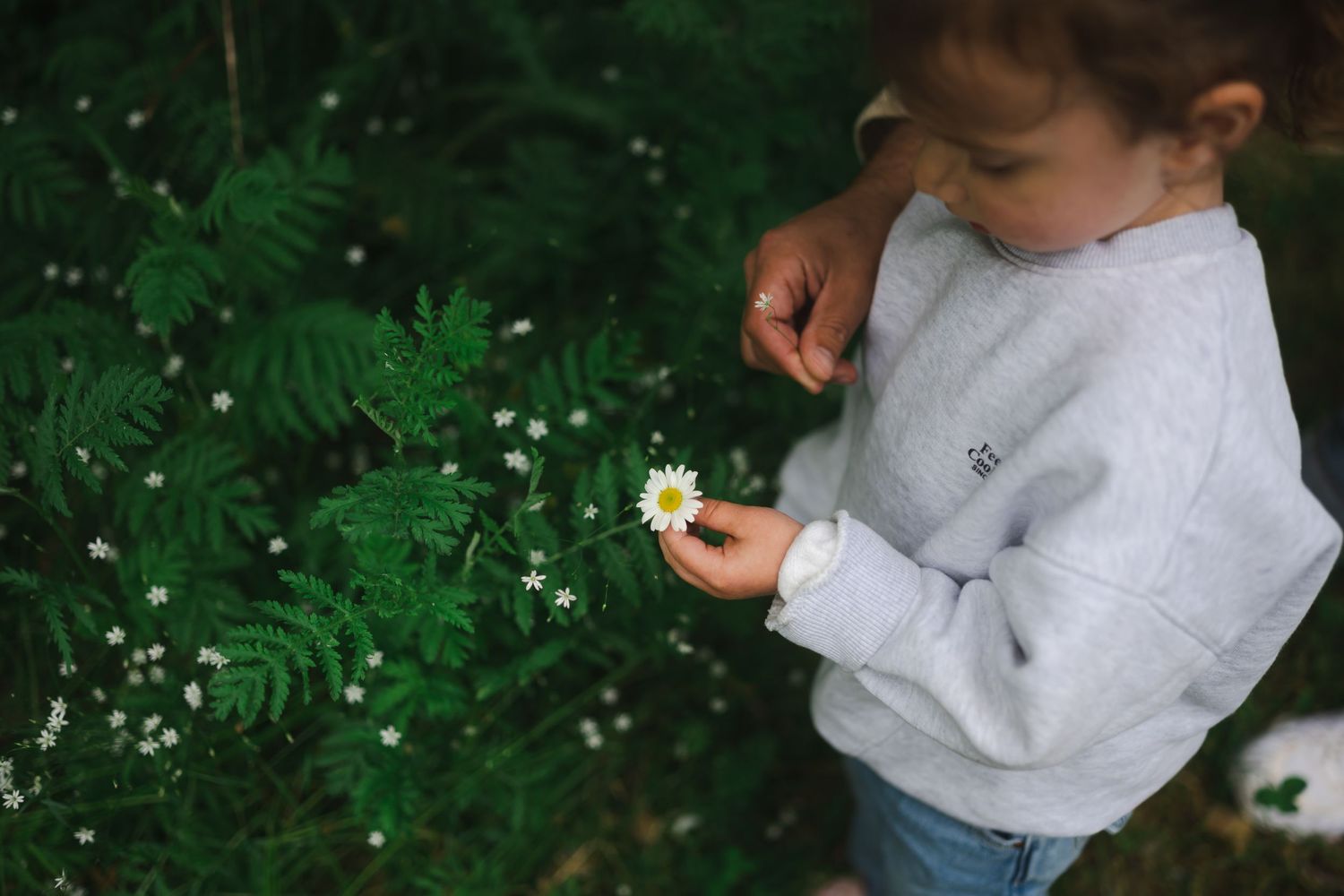 Young child in gray sweatshirt gently holding a white daisy flower among green ferns outdoors.