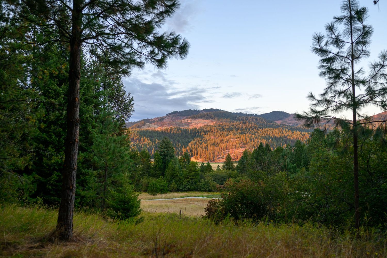 Scenic autumn landscape with pine trees framing a valley and golden orange mountain hillside.
