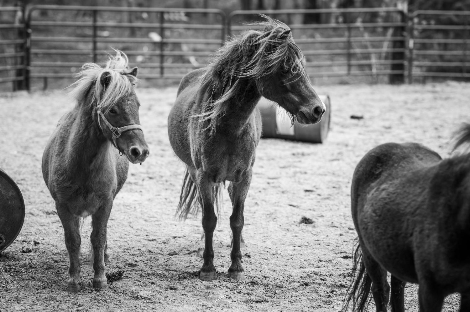 Black and white photo of three horses in a corral, including a small pony and a larger horse with flowing mane.