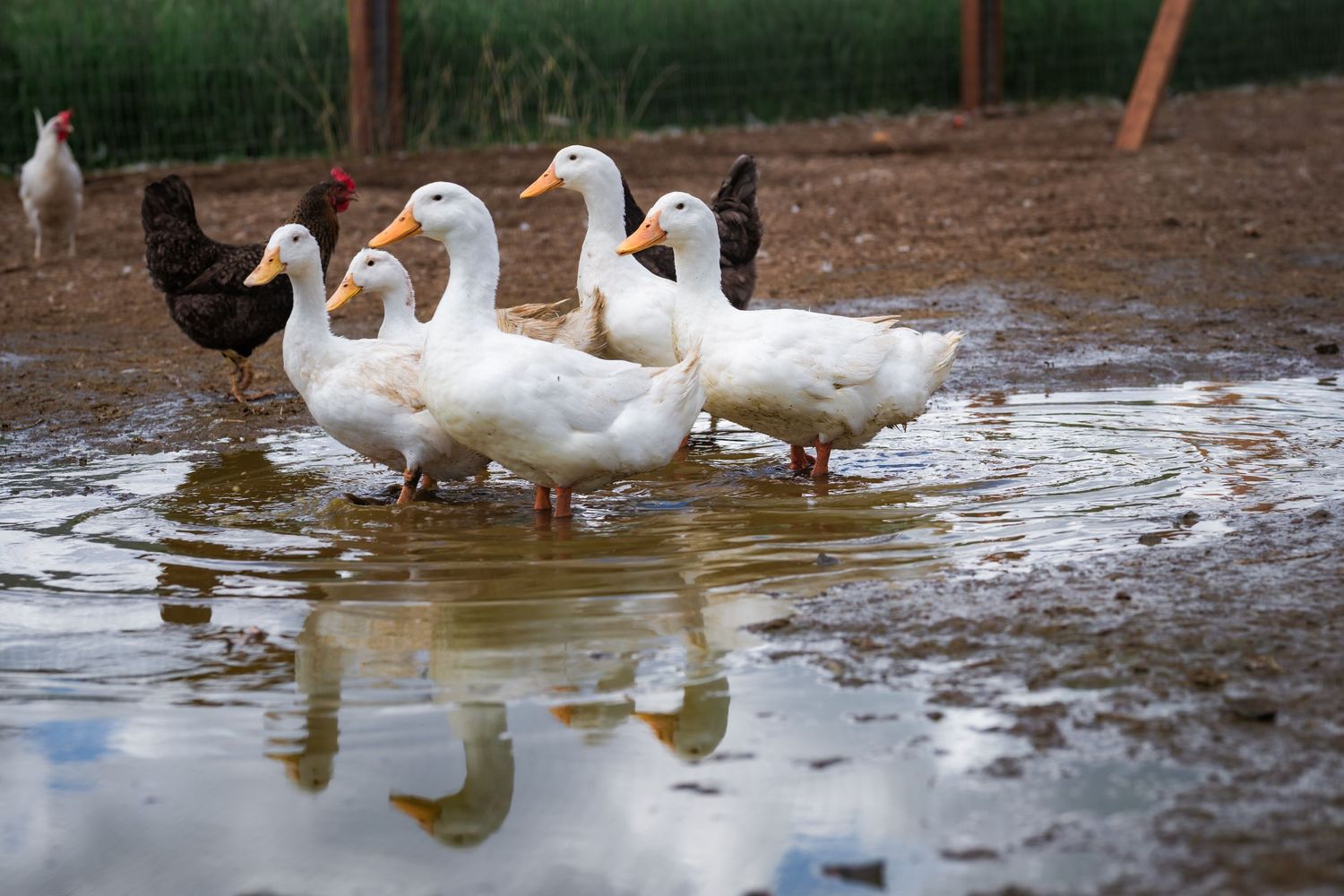 White ducks and a brown chicken wading in a muddy puddle on a farm, reflecting the cloudy sky.