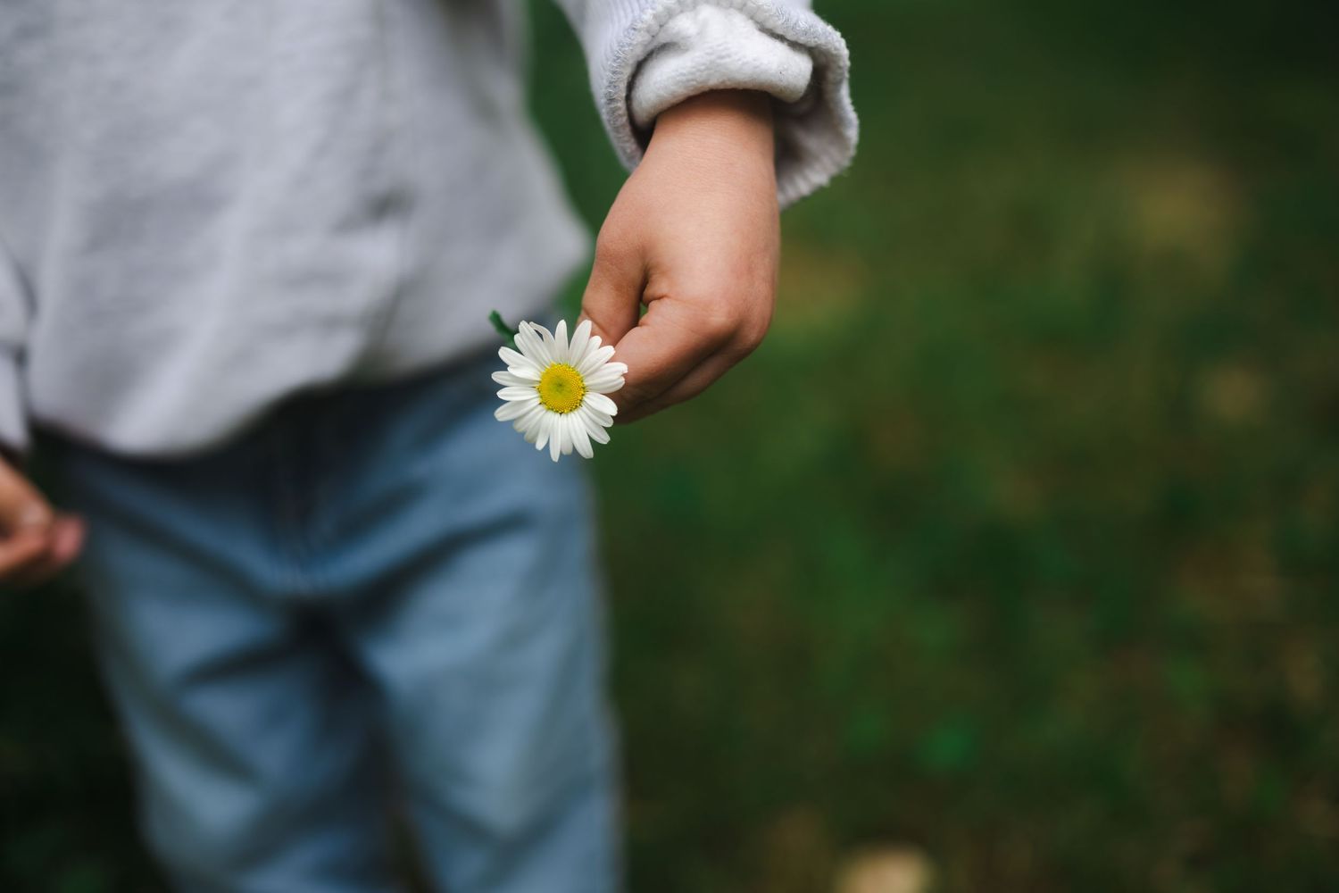 Child holding a white daisy flower outdoors on a green grass background, wearing jeans and gray sweater.
