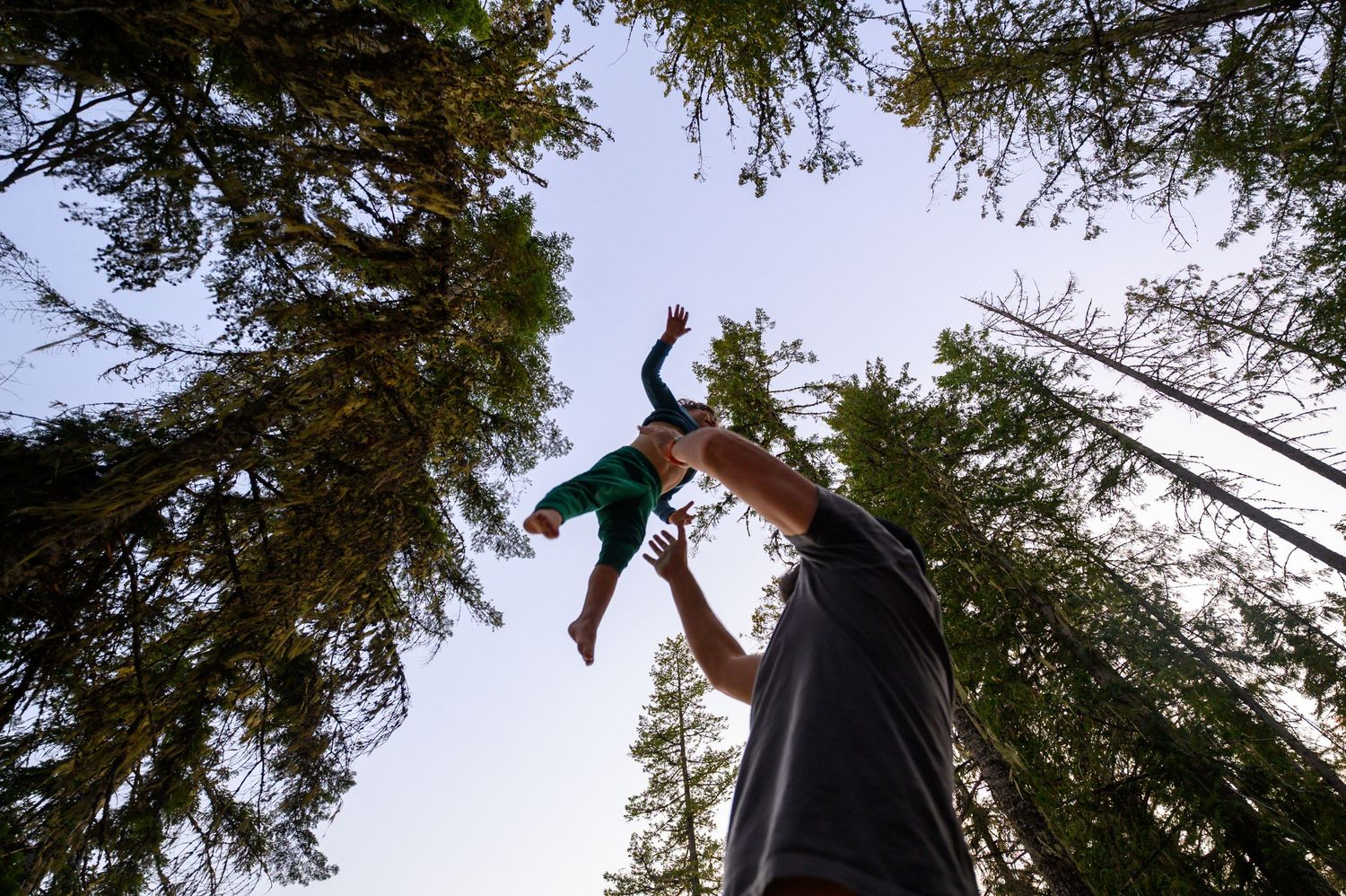 Low angle view through towering evergreen trees showing branches and foliage against a bright sky at sunset.