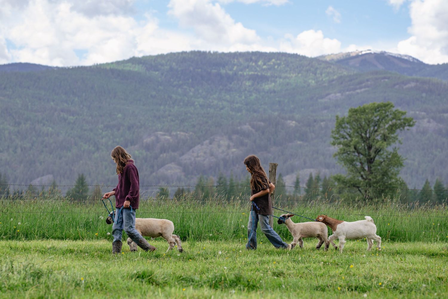 Two girls walking with goats and sheep in a green mountain meadow on a sunny day.