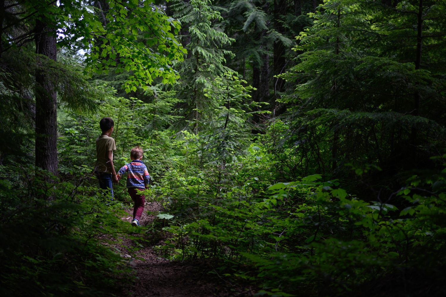 Hikers walking along a lush green forest trail surrounded by dense evergreen trees.