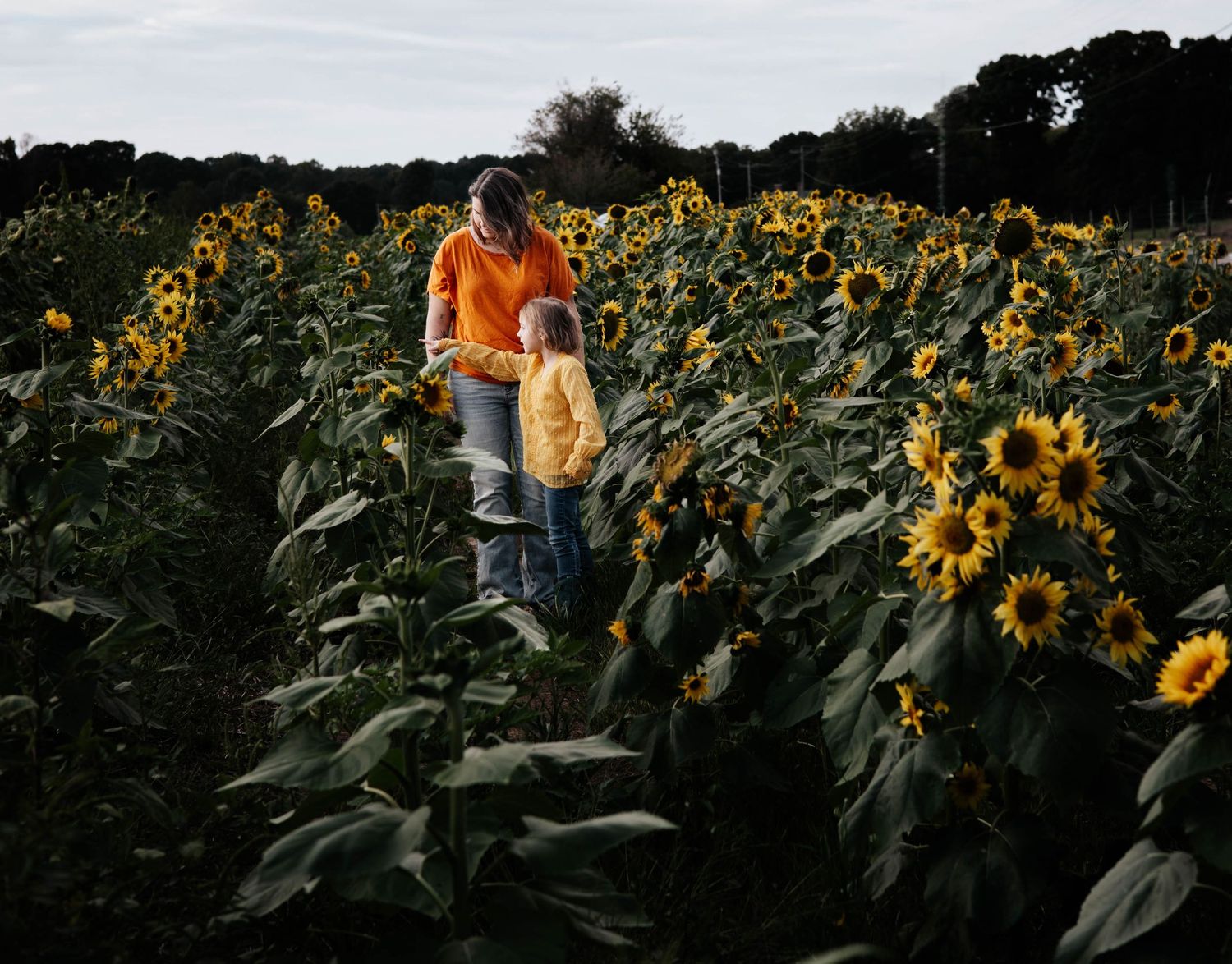 A series of moody panoramic shots showing someone walking through a vibrant sunflower field at dusk.