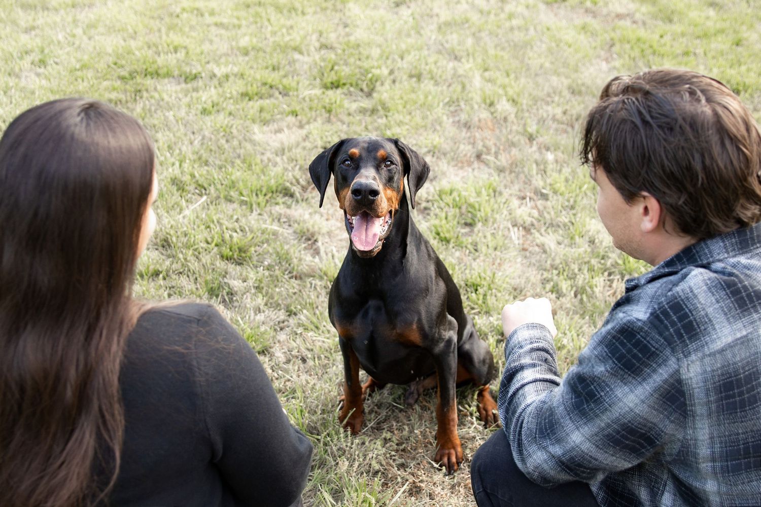 A black and tan Doberman Pinscher sits happily in a grassy field while two people interact with the dog outdoors.