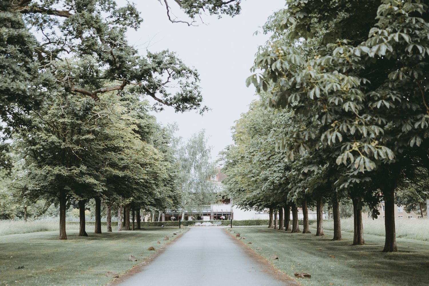 Tree-lined pathway in a serene park setting with green foliage and a misty atmosphere.