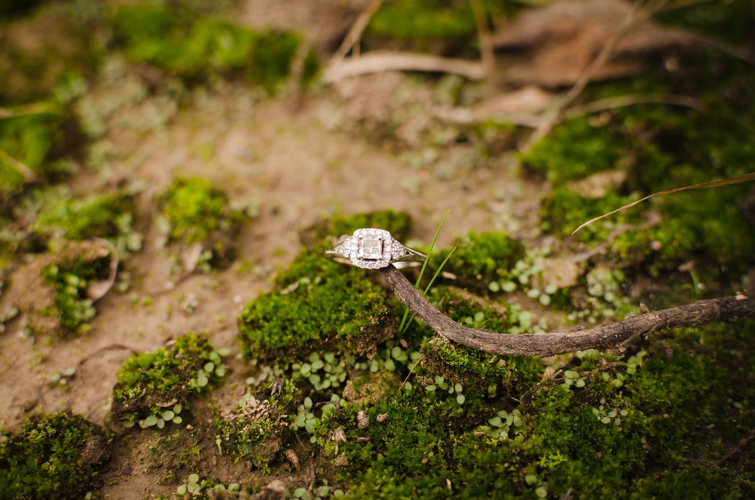 Macro shot of moss and greenery on forest floor with natural lighting.