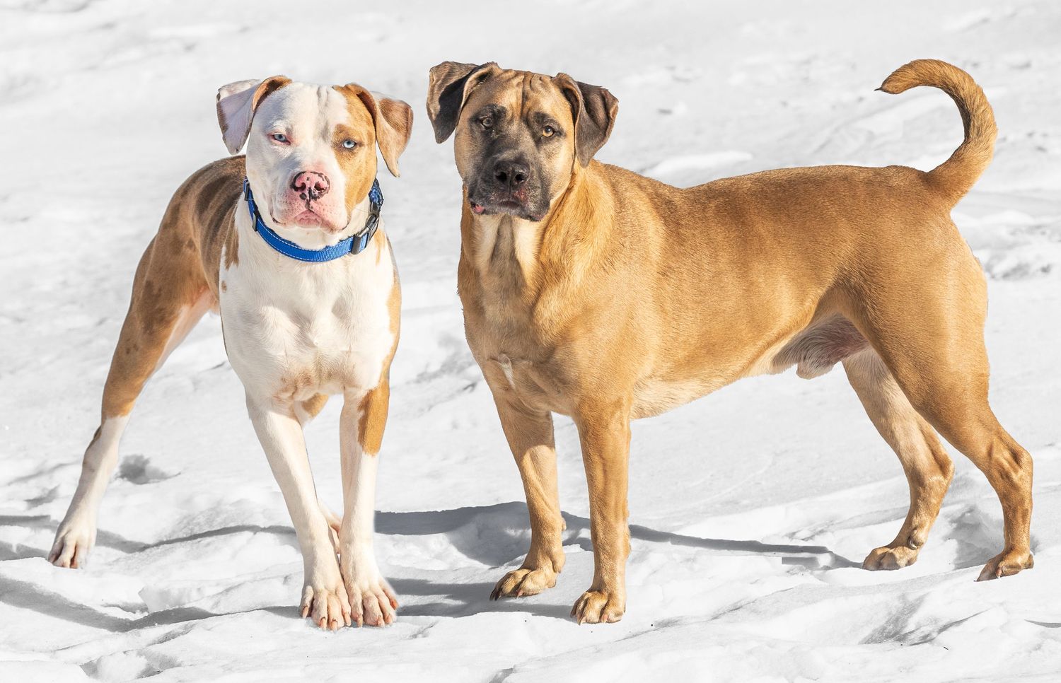 Two dogs, a white and brown pit bull and a tan boxer mix, standing together in the snow on a sunny day.