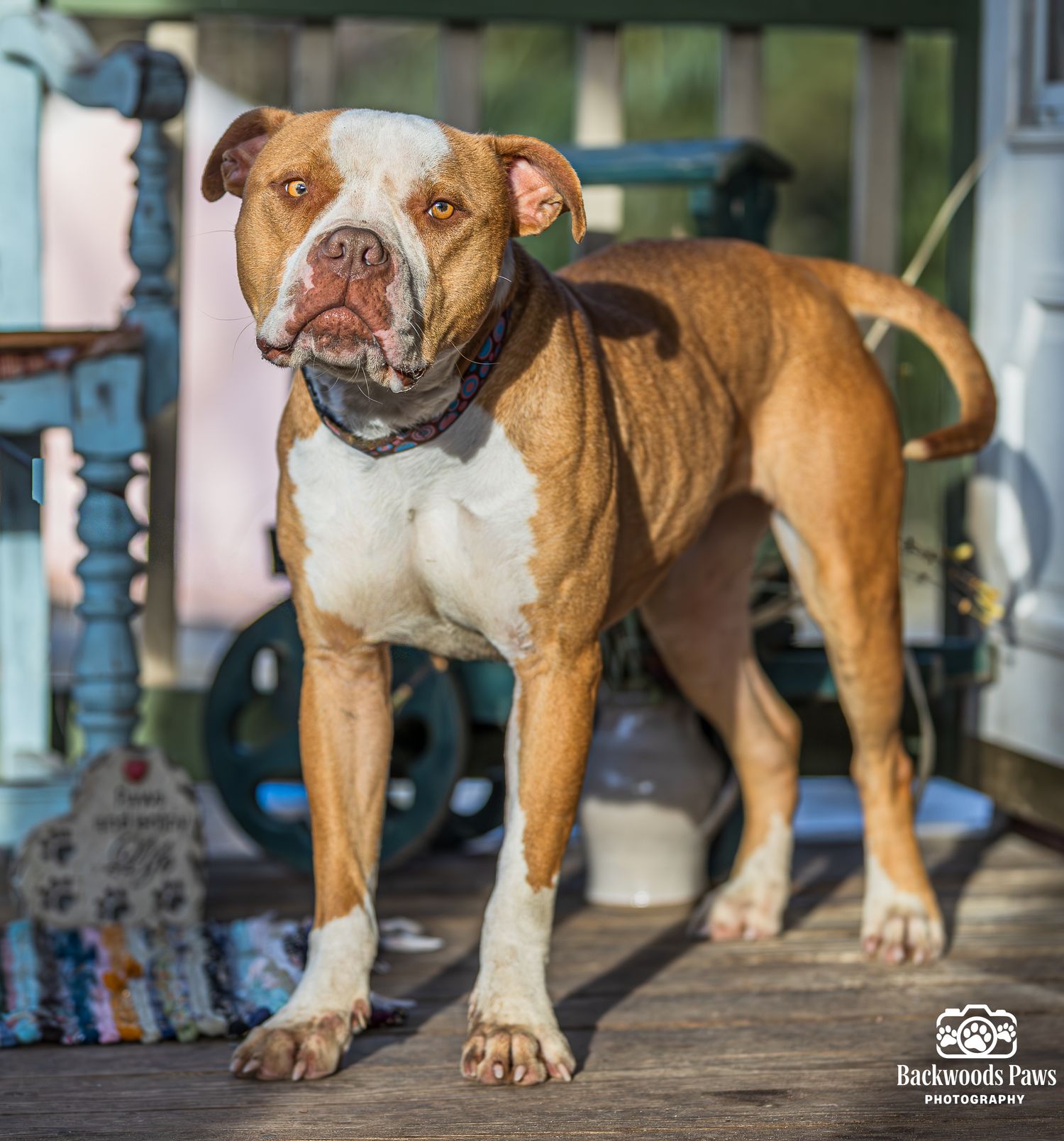Close-up view of bulldog paws lined up in a row on wooden floor showing size progression from small to large.