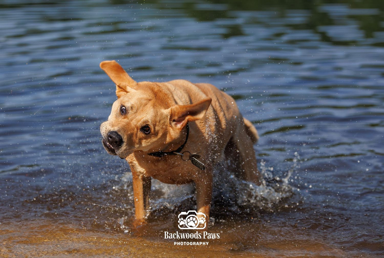 A wet yellow Labrador runs energetically through shallow water, splashing droplets, captured by Backwoods Paws Photography.