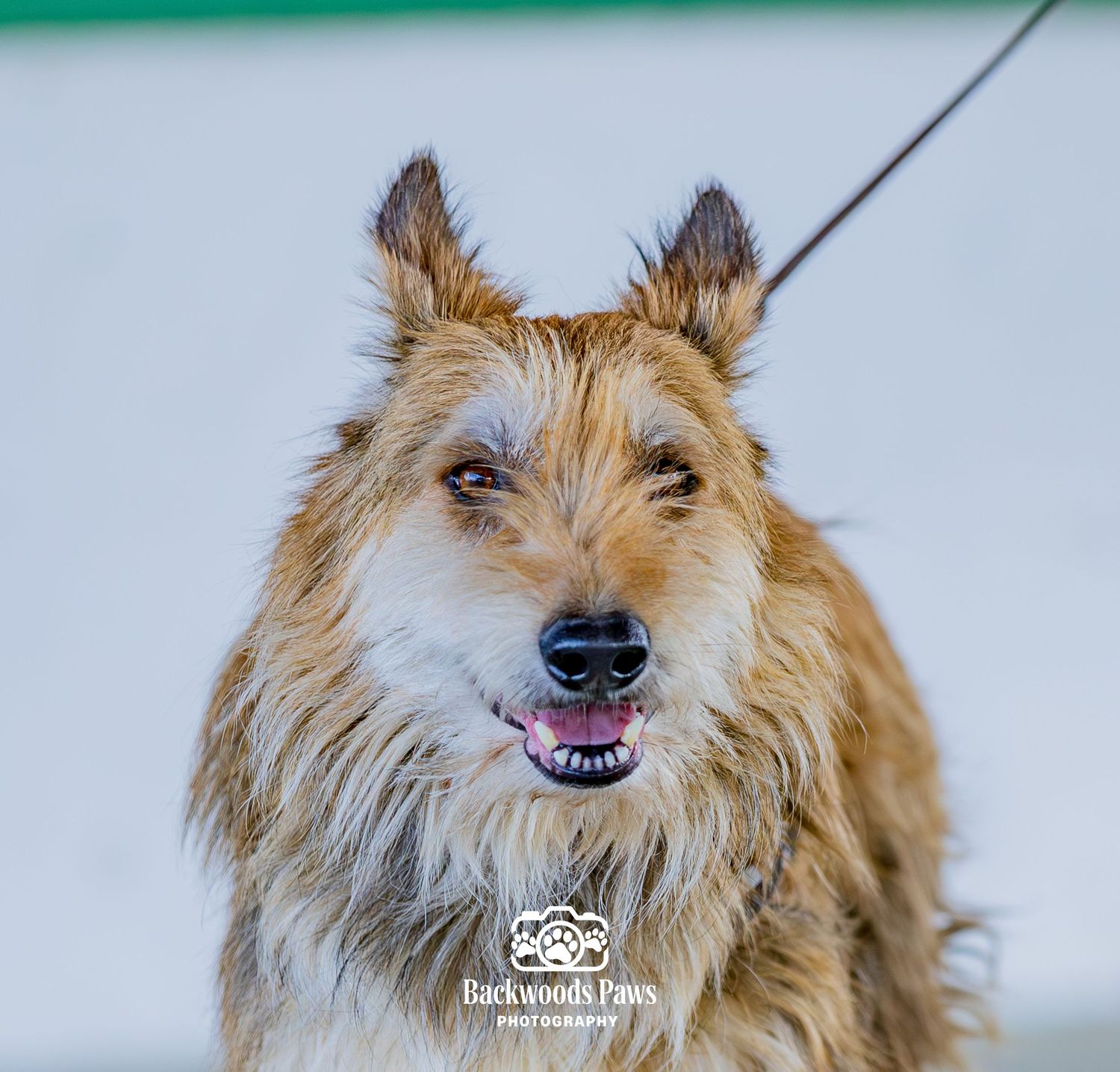 Shaggy golden terrier mix dog smiling on leash during outdoor pet photography session.