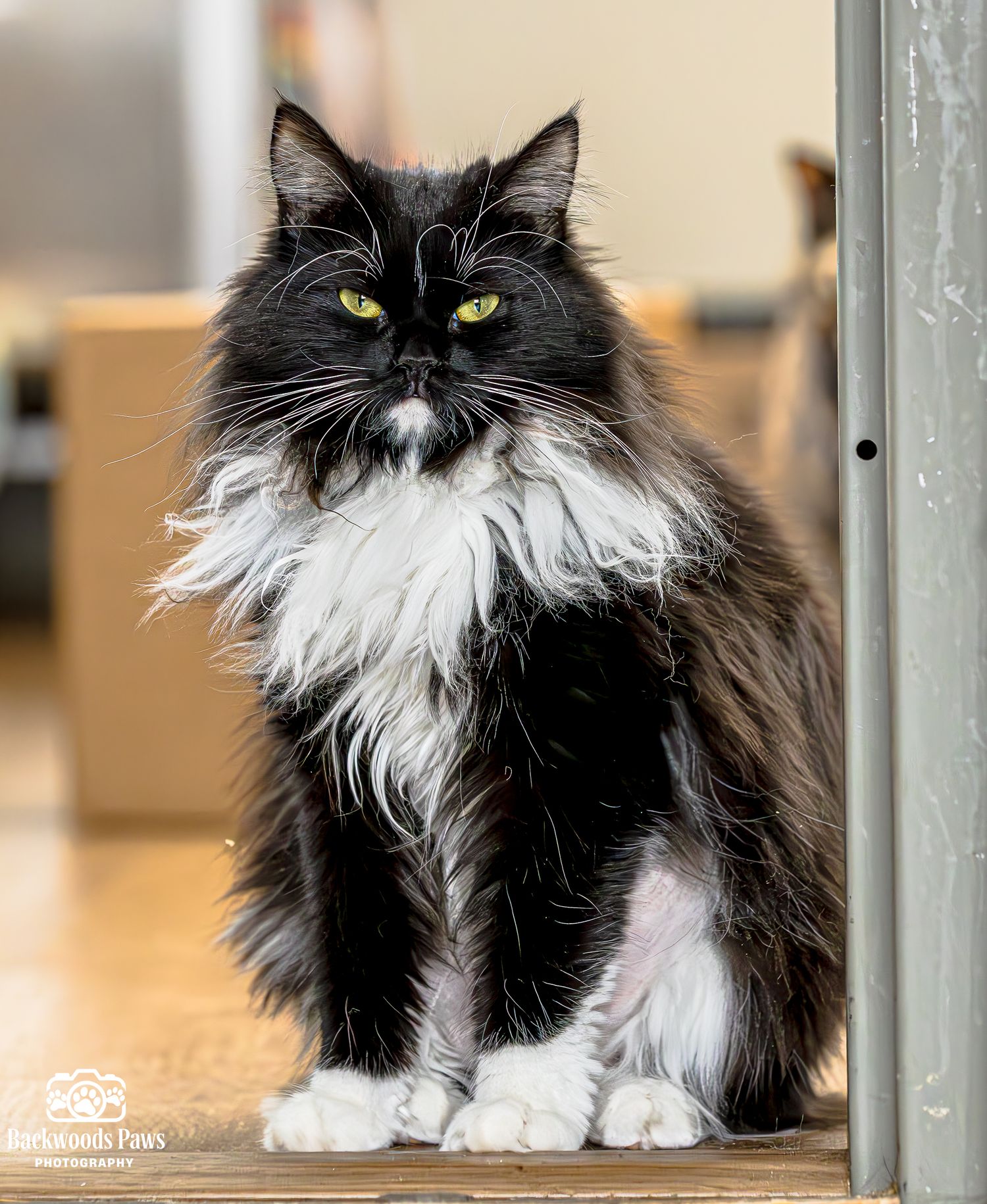 A black and white long-haired cat with striking yellow eyes sits regally in front of a window.