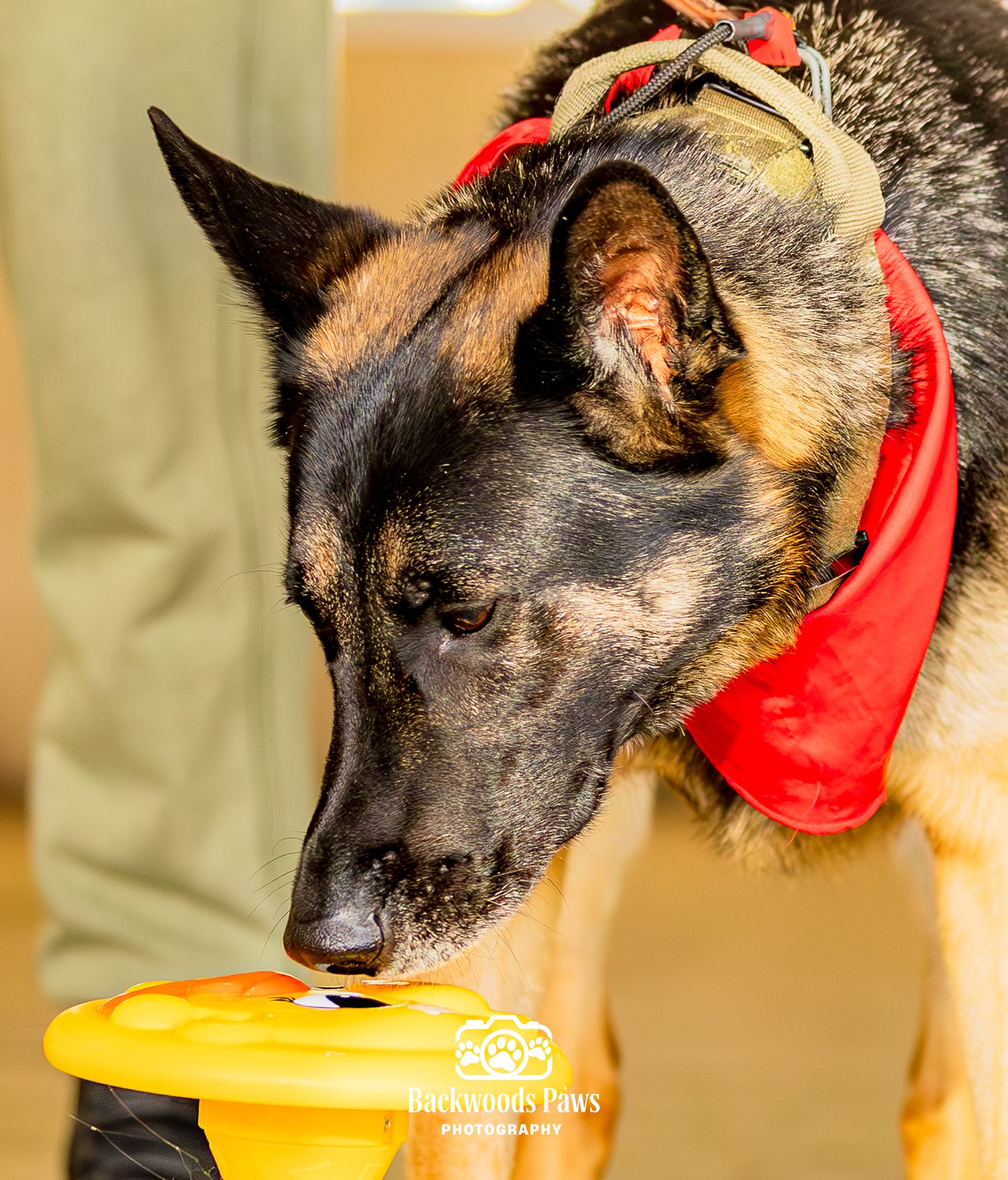 A German Shepherd dog wearing a red bandana sniffs a yellow puzzle toy indoors.