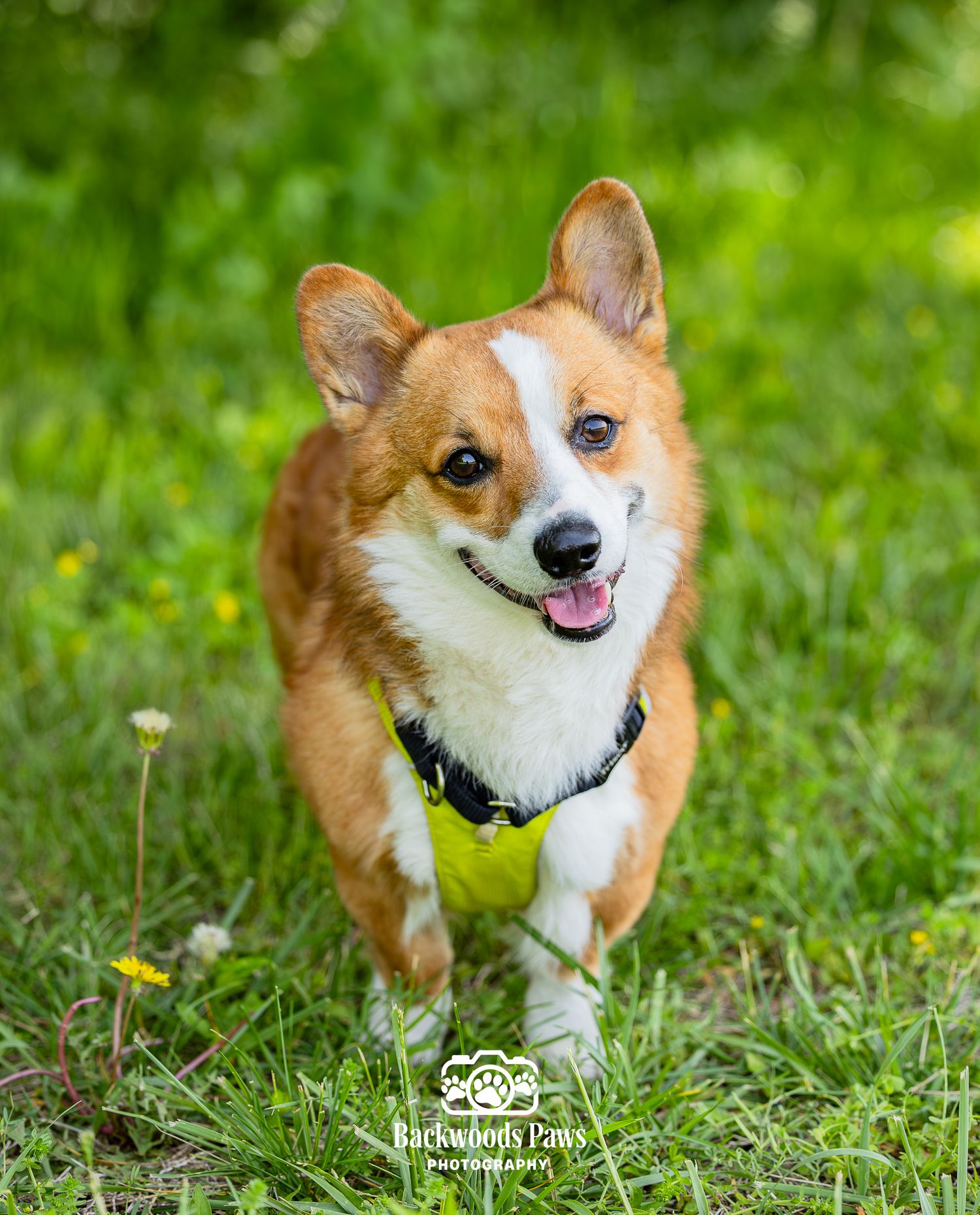 A happy Corgi dog running through green grass wearing a yellow harness and black collar, tongue out, ears perked up.