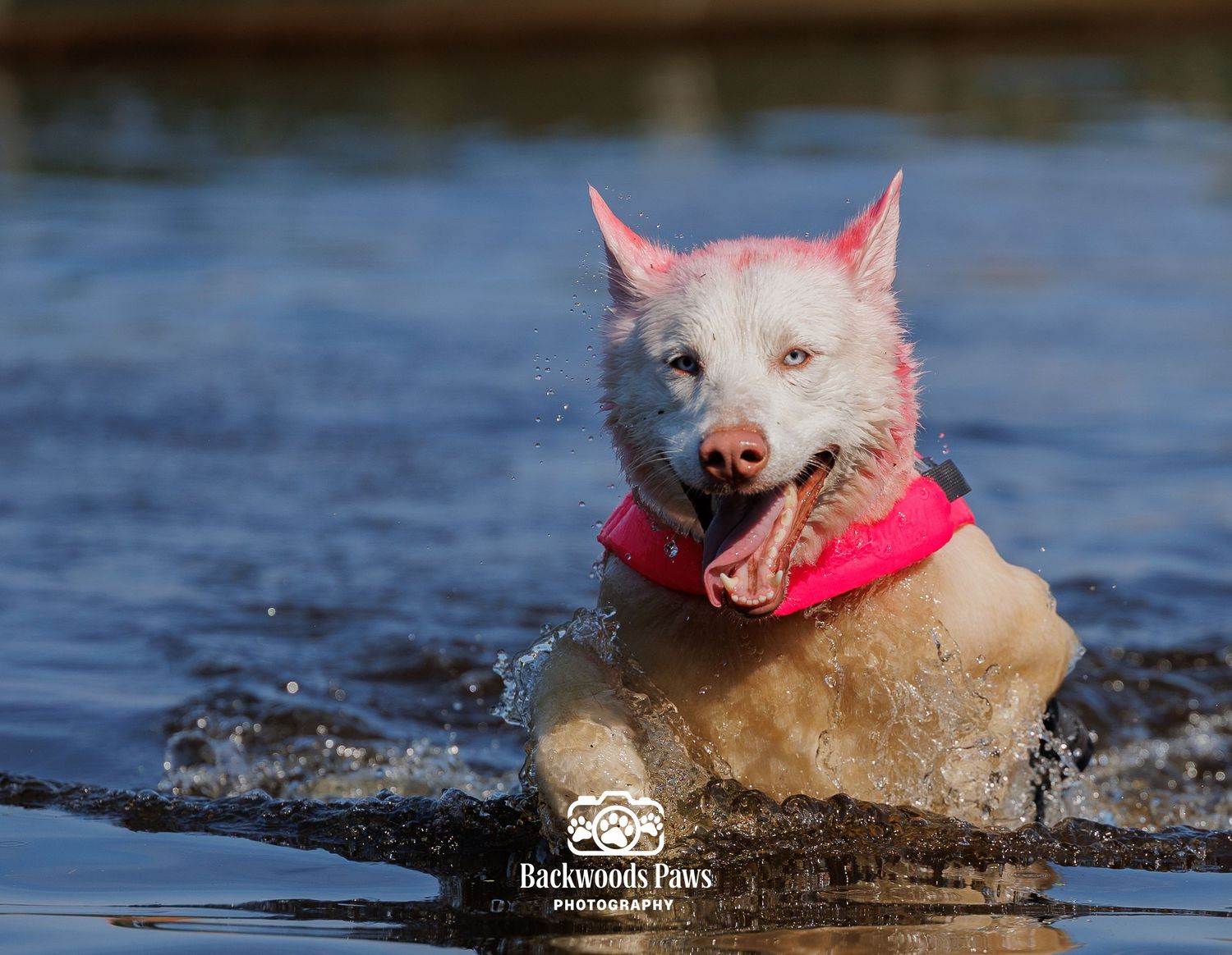 A wet white dog wearing a pink collar splashes through water, captured mid-run in an action shot by Backwoods Paws Photography.