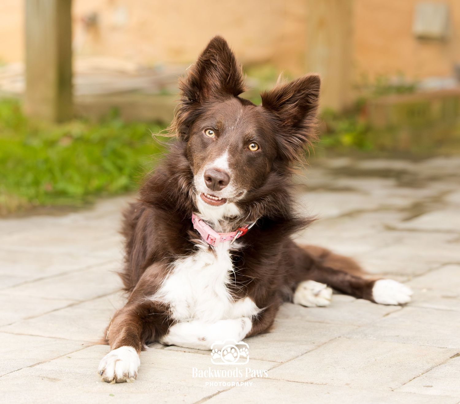 A brown and white Border Collie dog lying on a stone patio wearing a pink collar, looking alert and happy.