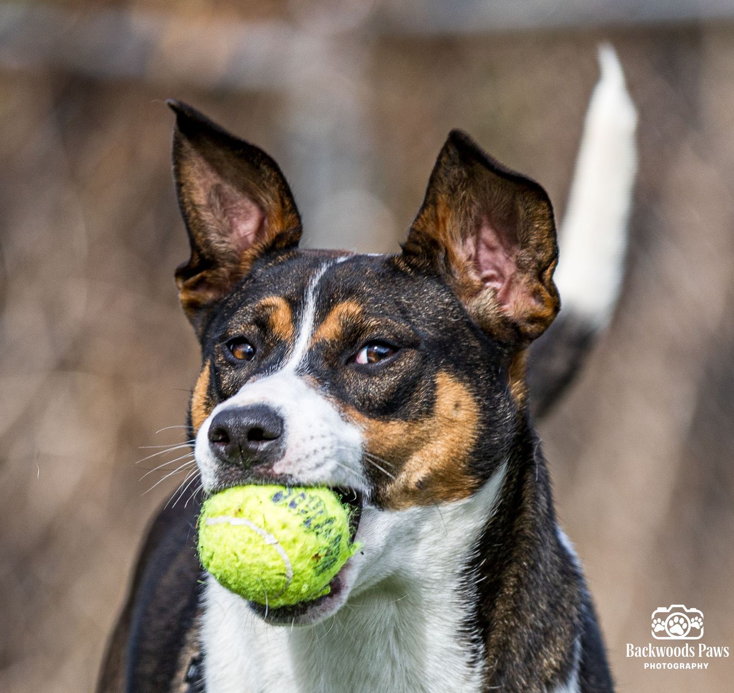 Rat Terrier dog with black and tan markings holding a tennis ball in its mouth against a blurred background.