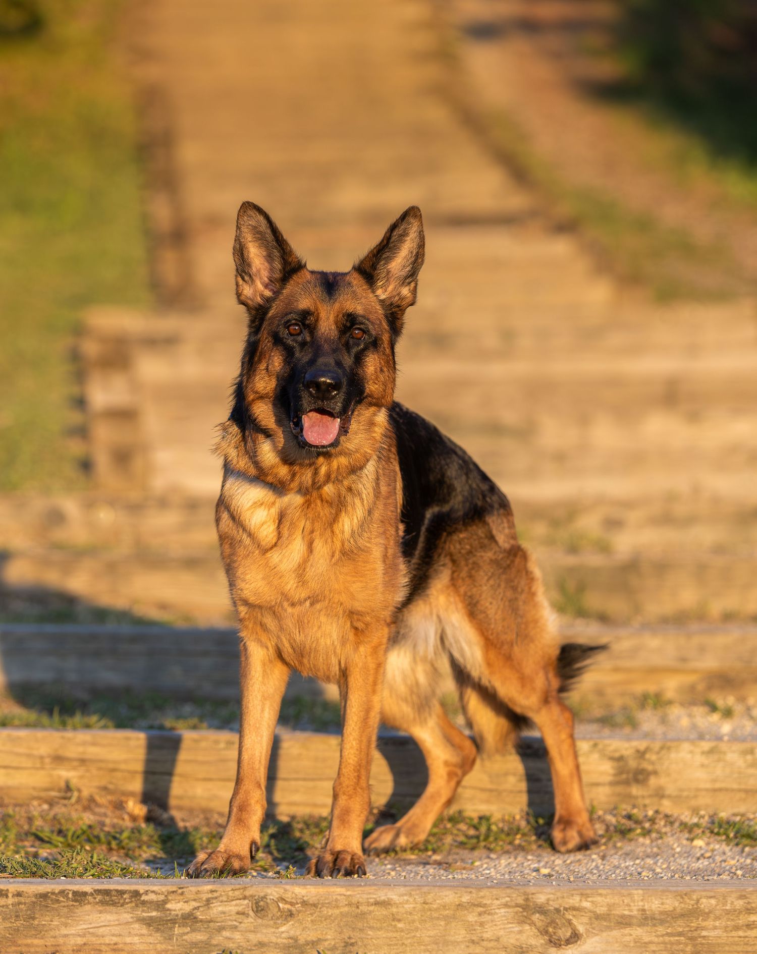 A majestic German Shepherd dog stands alert on a path, tongue out, in warm golden sunlight.