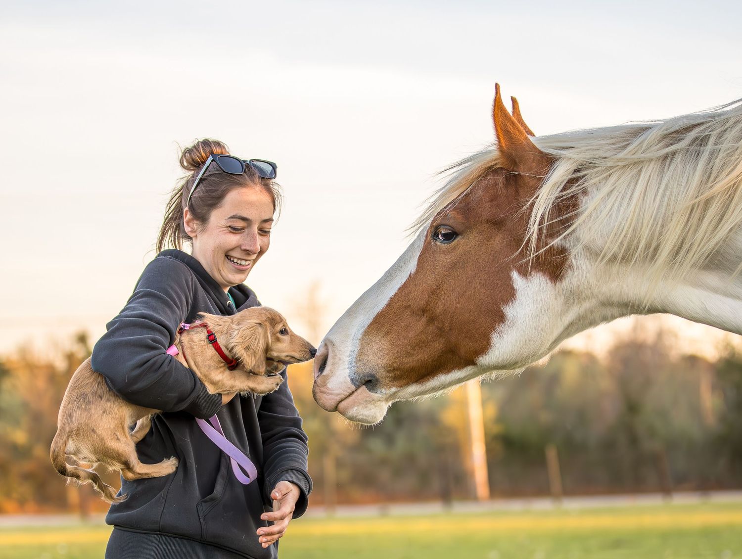 Young woman holds a dachshund puppy as a brown and white horse sniffs it in a sunny outdoor field.