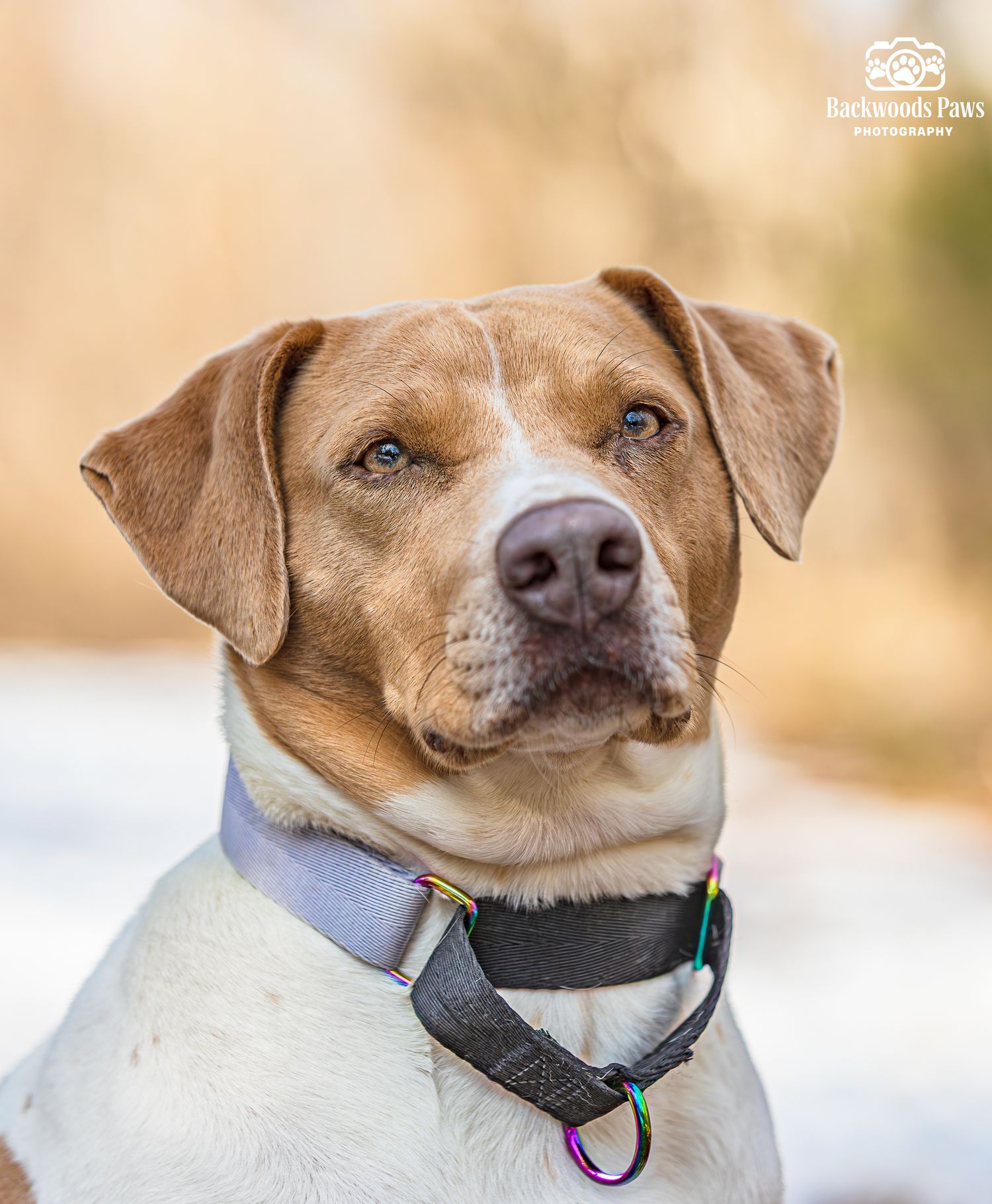 Close-up portrait series of a tan and white dog with a collar showing different expressions in warm lighting.