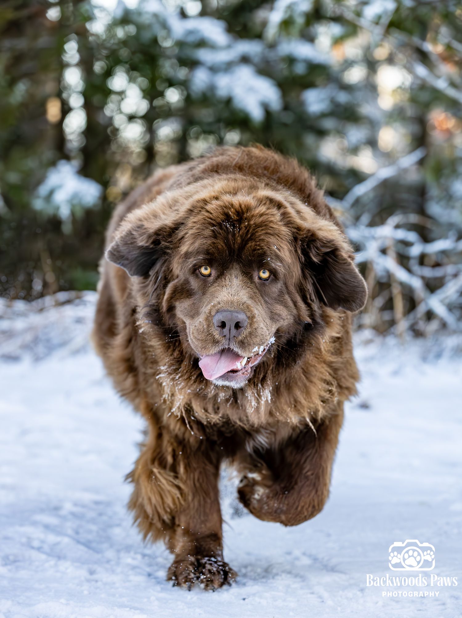 A brown Newfoundland dog with fluffy fur runs through snowy winter forest with tongue out and happy expression.