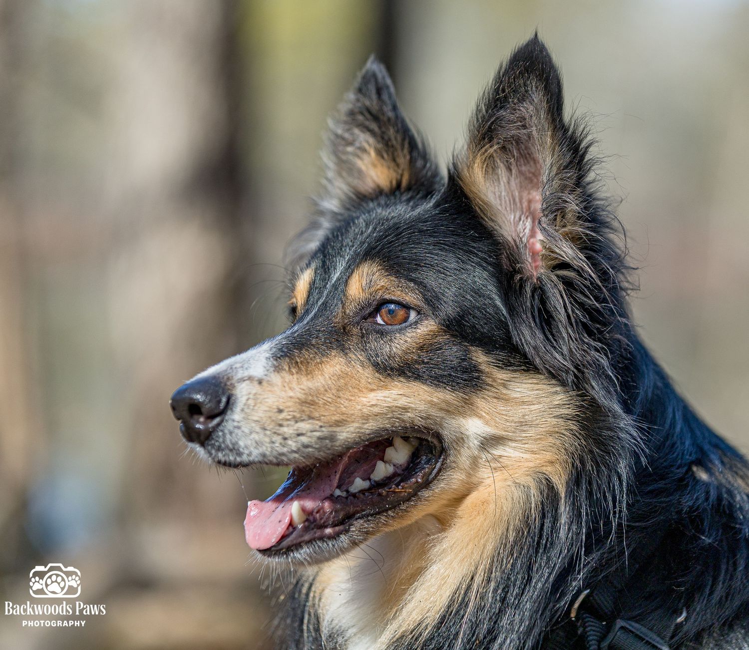 A tricolor Australian Shepherd dog with black, tan, and white fur poses outdoors with mouth open and tongue out.