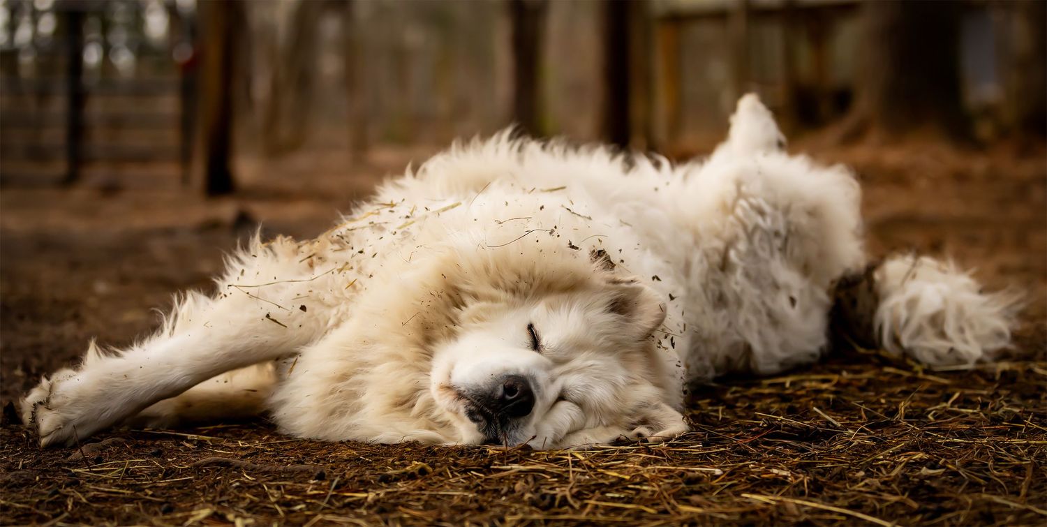 A fluffy white dog rolling on its back in hay, enjoying a playful moment outdoors in a wooded area.
