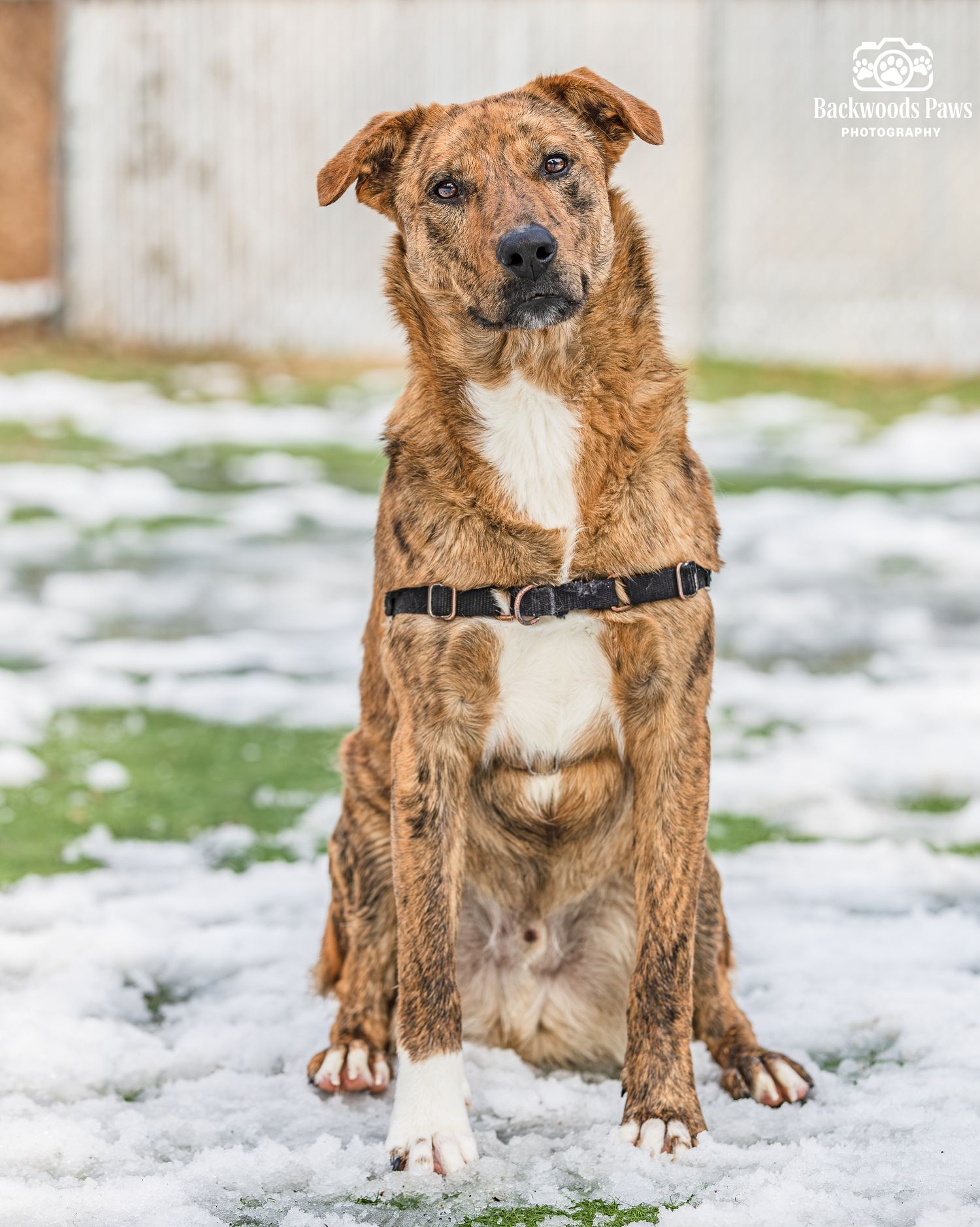 Tan mixed breed dog sitting in snowy grass wearing a dark collar.
