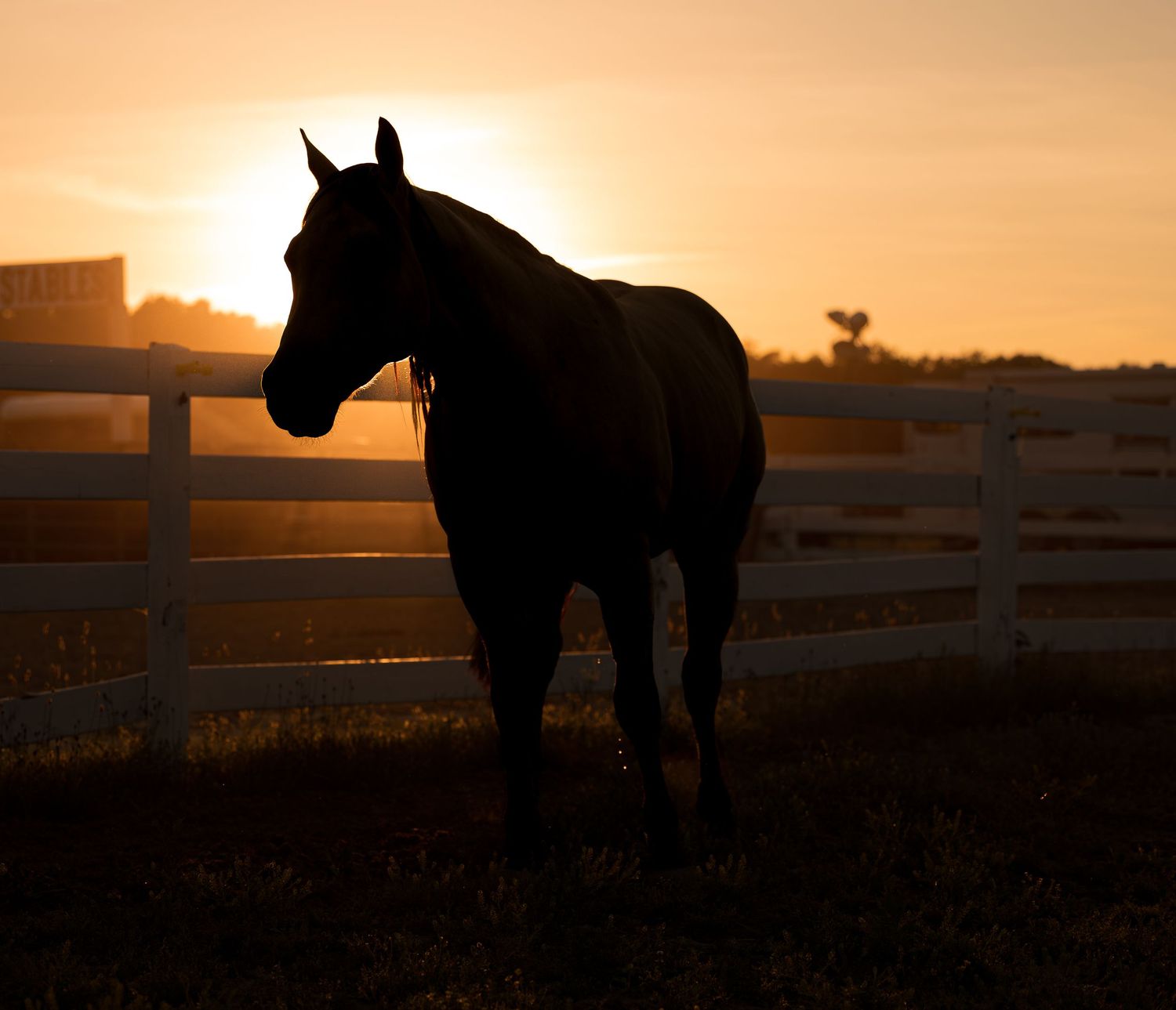 Silhouette of a horse standing by a white fence at golden sunset on a farm.