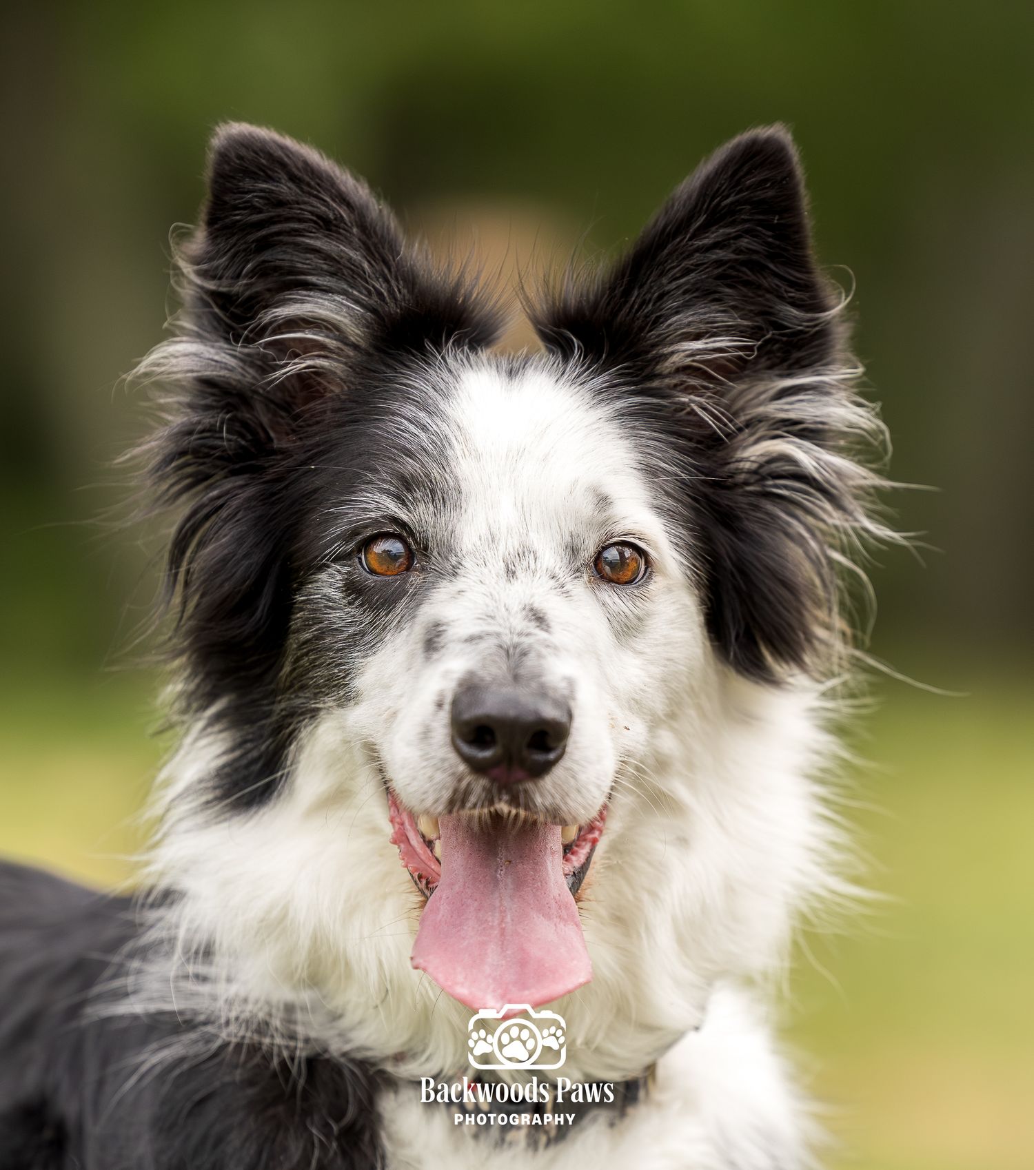 Black and white Border Collie dog with tongue out, bright eyes, and fluffy fur, photographed by Backwoods Paws Photography.